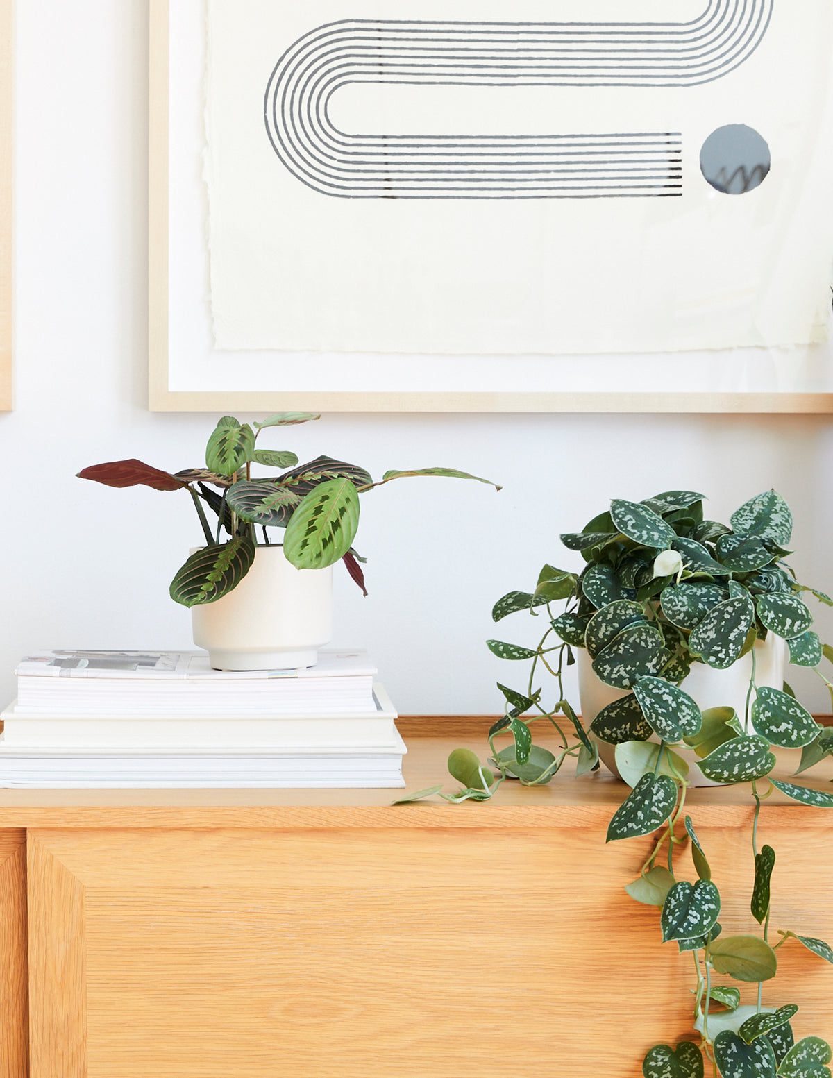 Kırmızı Dua Çiçeği (Red Prayer Plant)