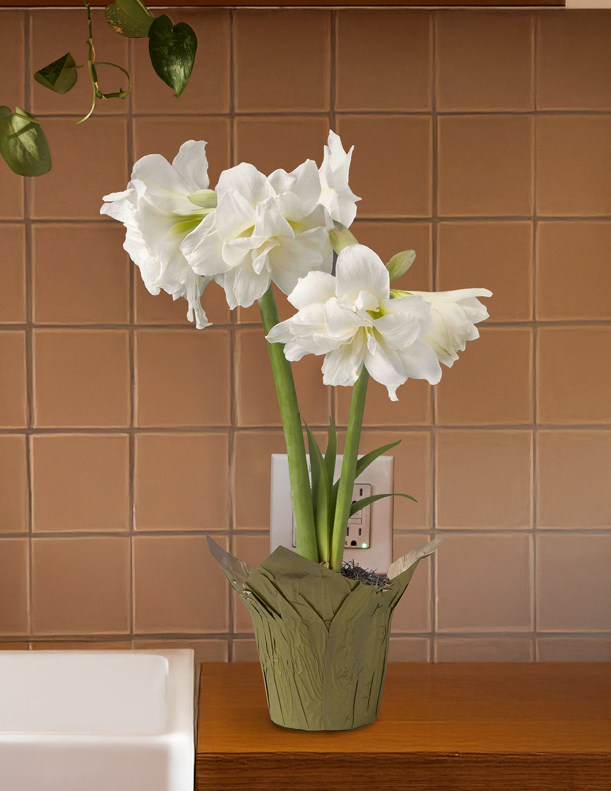 Yılbaşı Özel Amaryllis
