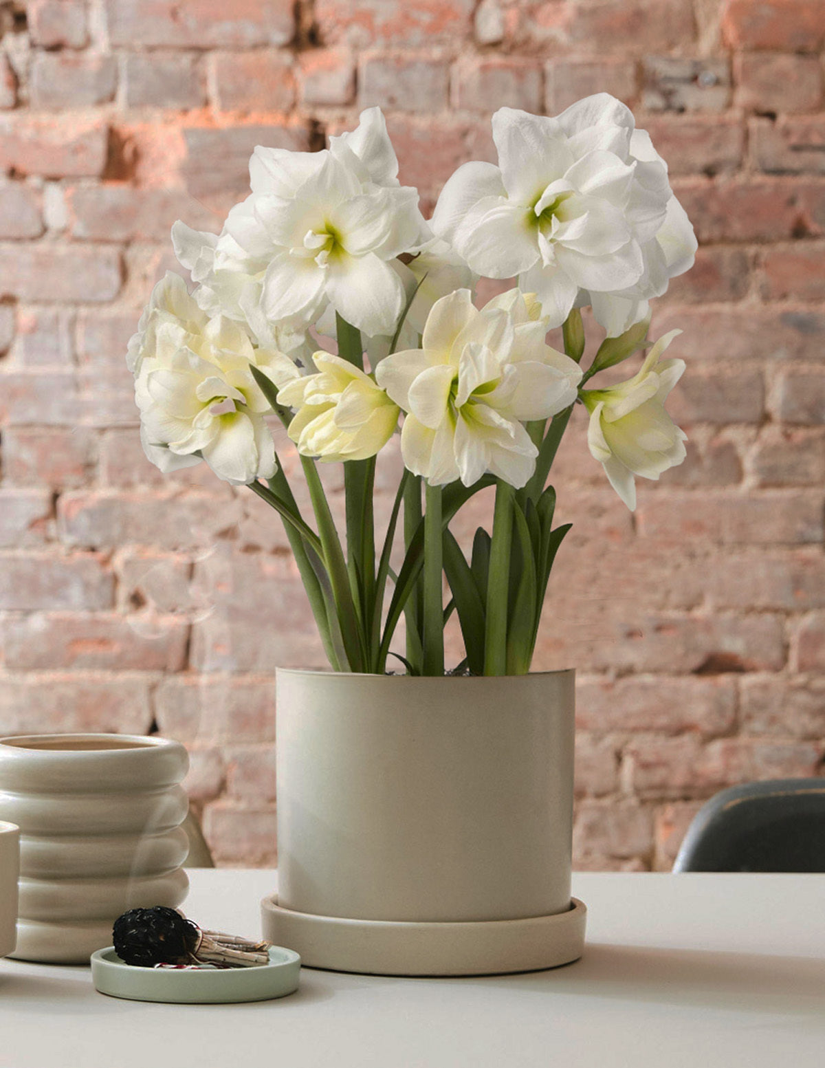 Yılbaşı Özel Amaryllis