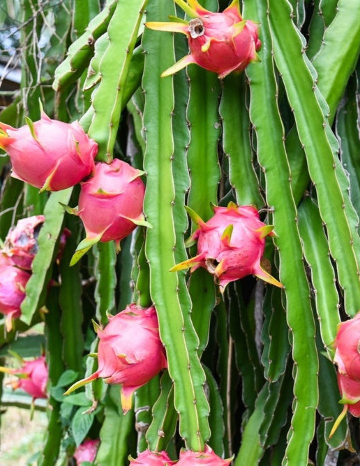 Beyaz Ejder Meyvesi (White Dragon Fruit)