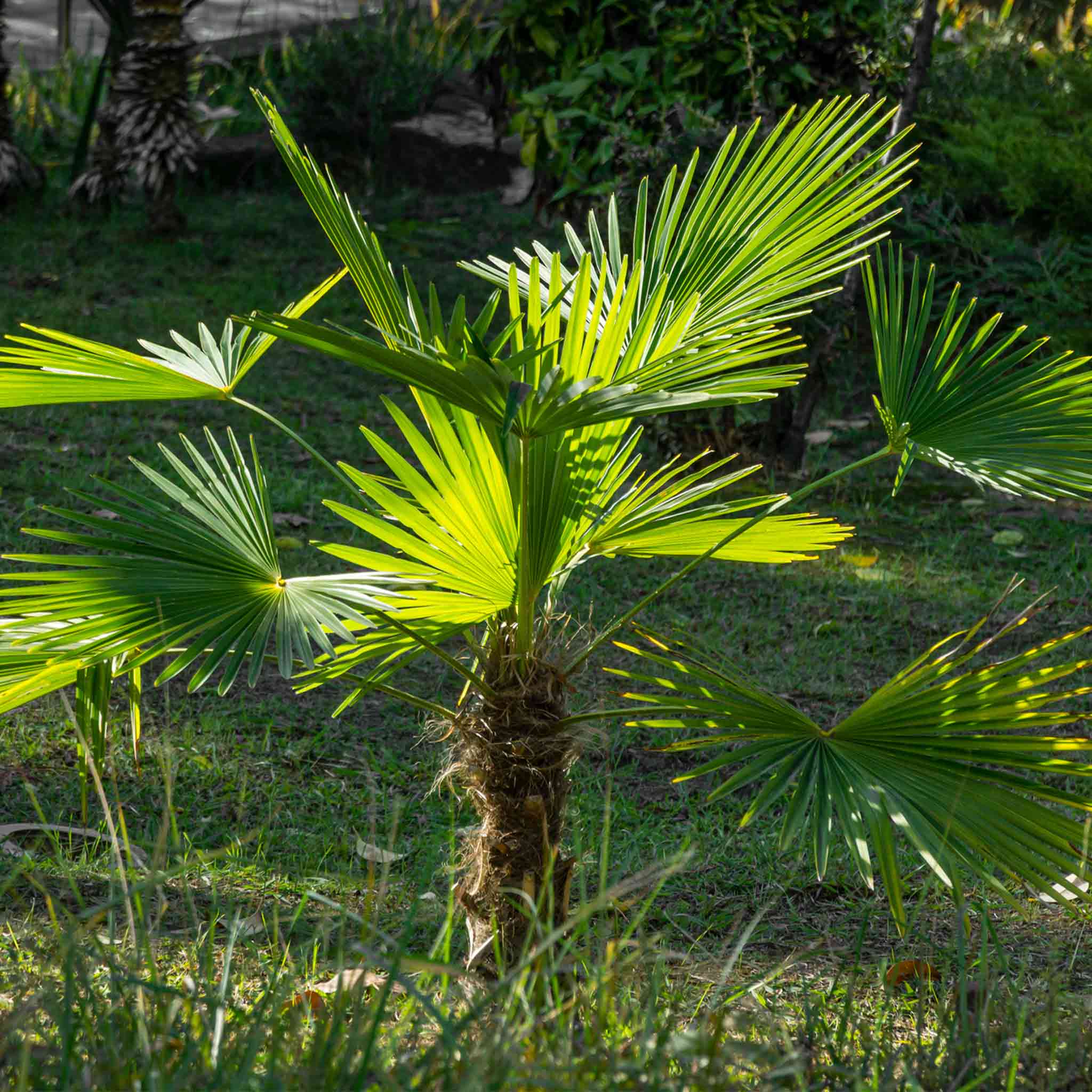Yel Değirmeni Palmiyesi (Trachycarpus fortunei)