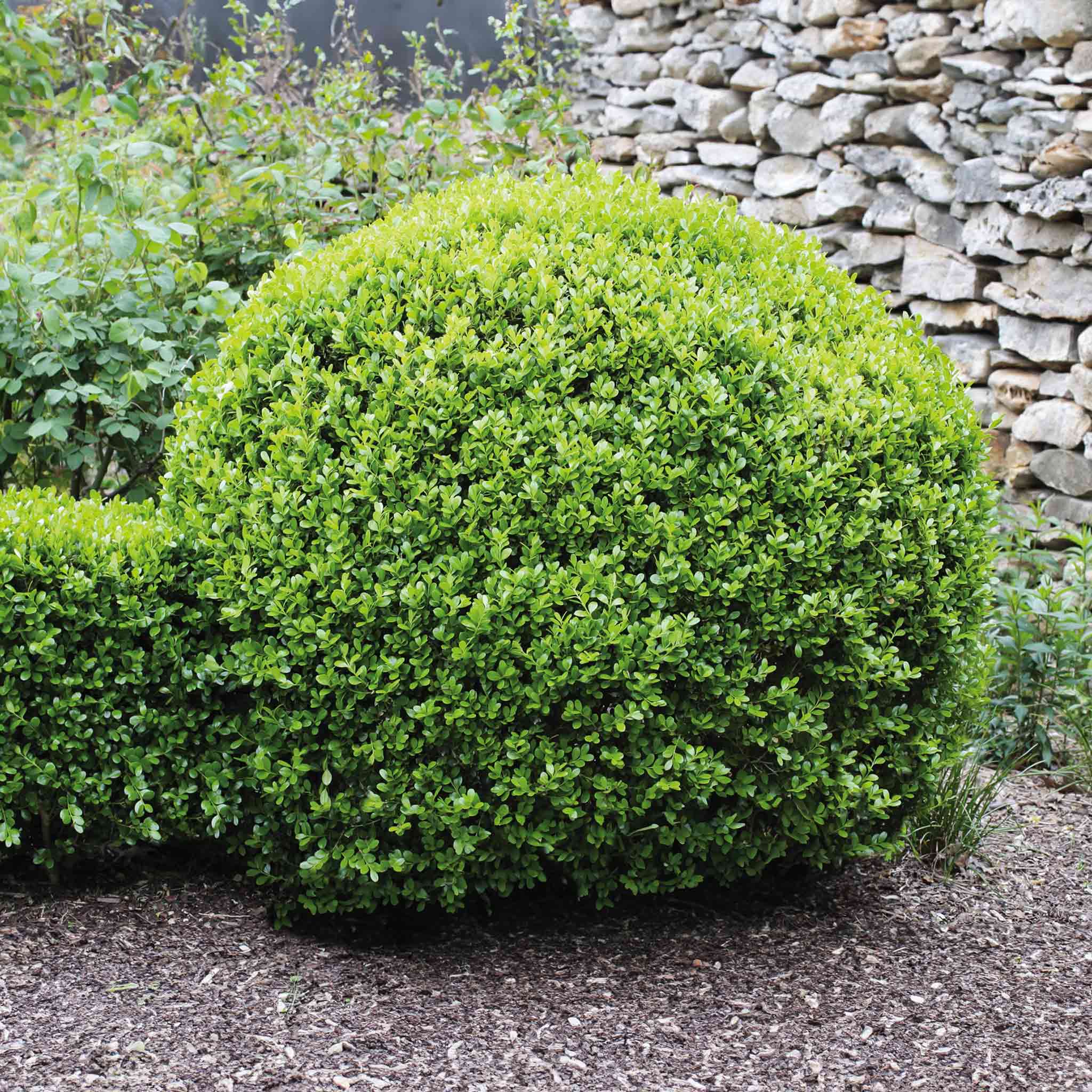 Winter Gem Şimşir (Buxus microphylla)