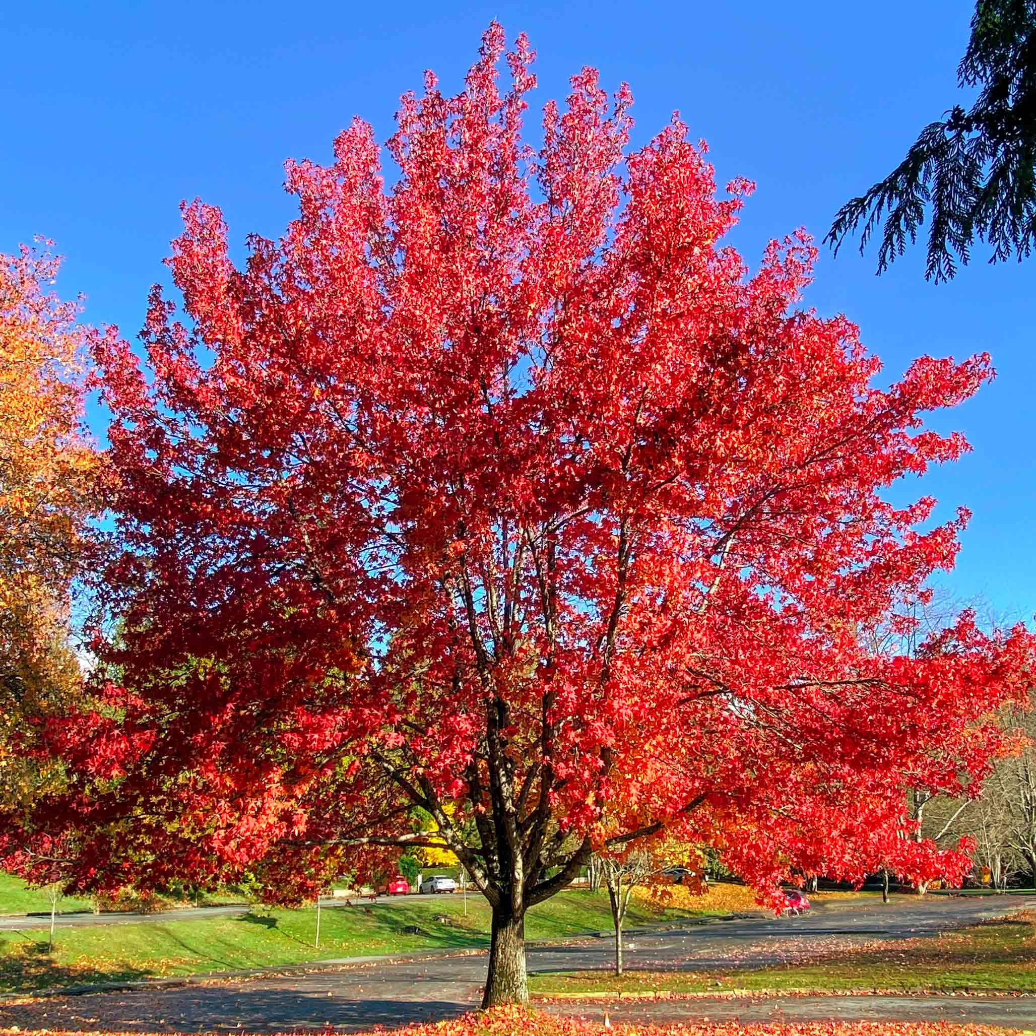 Autumn Blaze® Kırmızı Akçaağaç