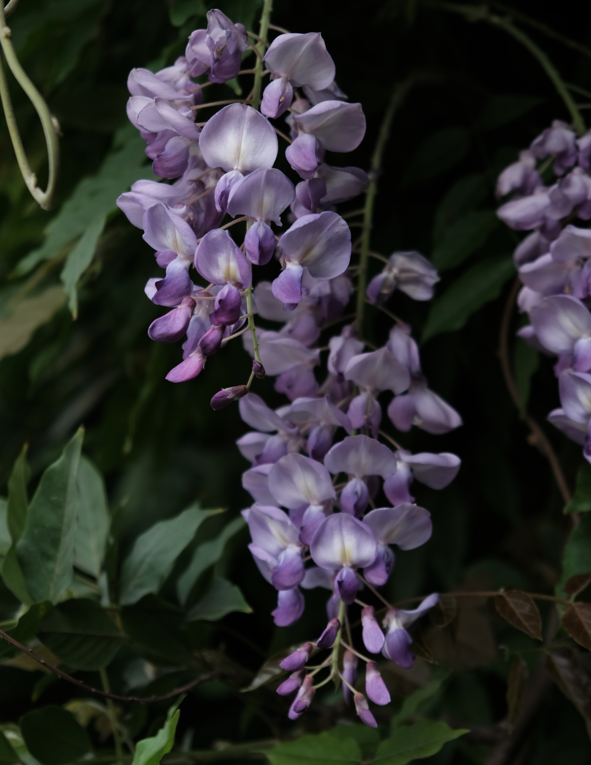 Blue Moon Wisteria (Amerikan Morsalkımı)