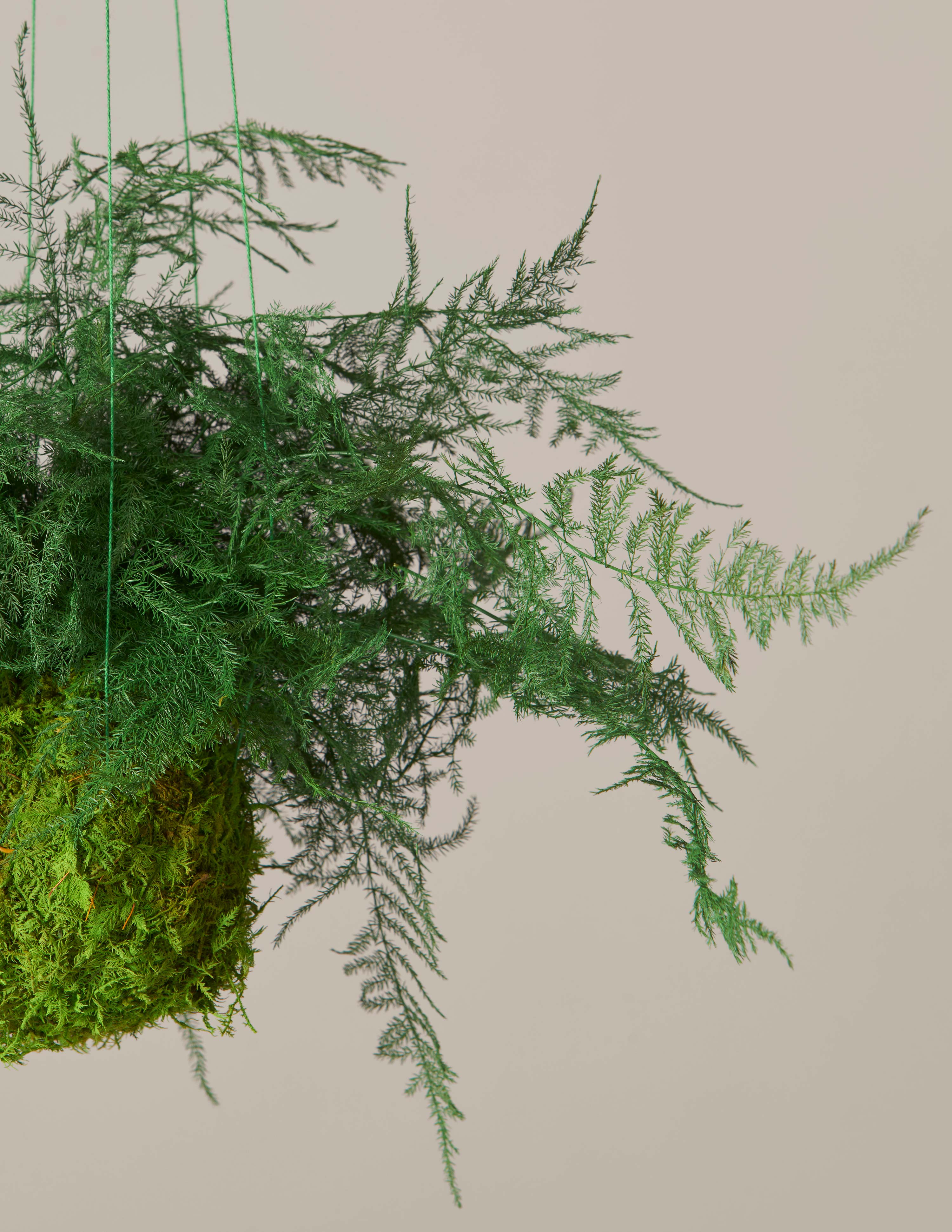 Doğal Korunmuş Eğrelti Otlu Kokedama