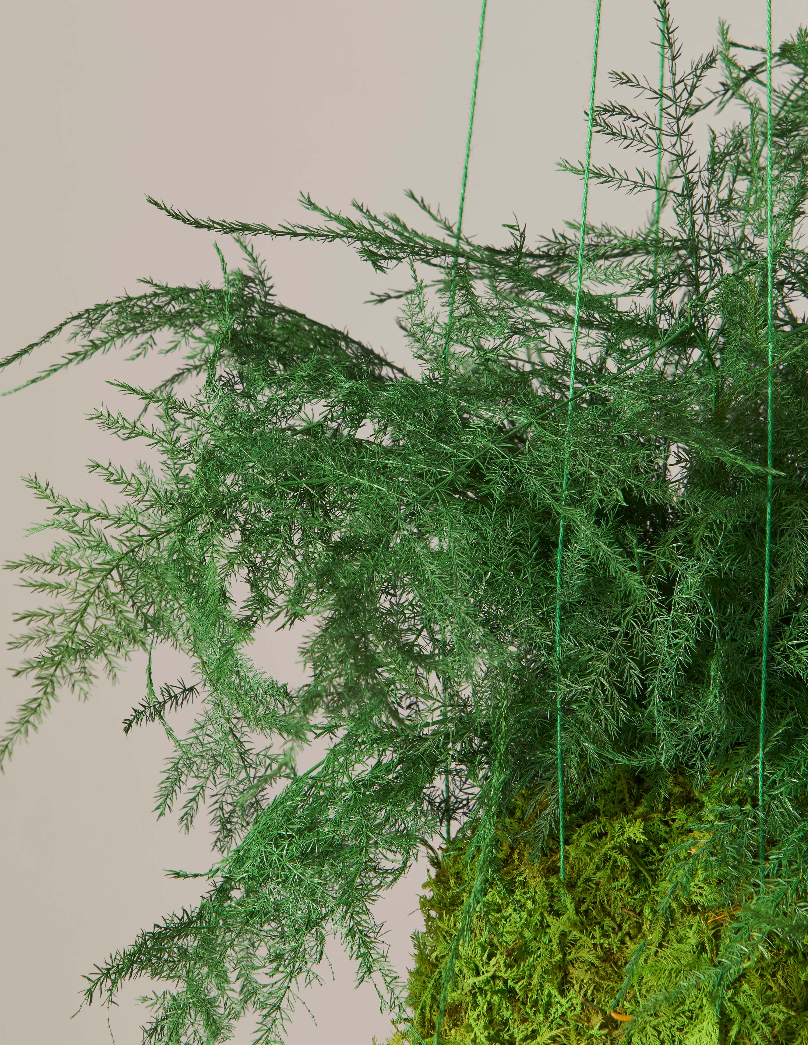 Doğal Korunmuş Eğrelti Otlu Kokedama