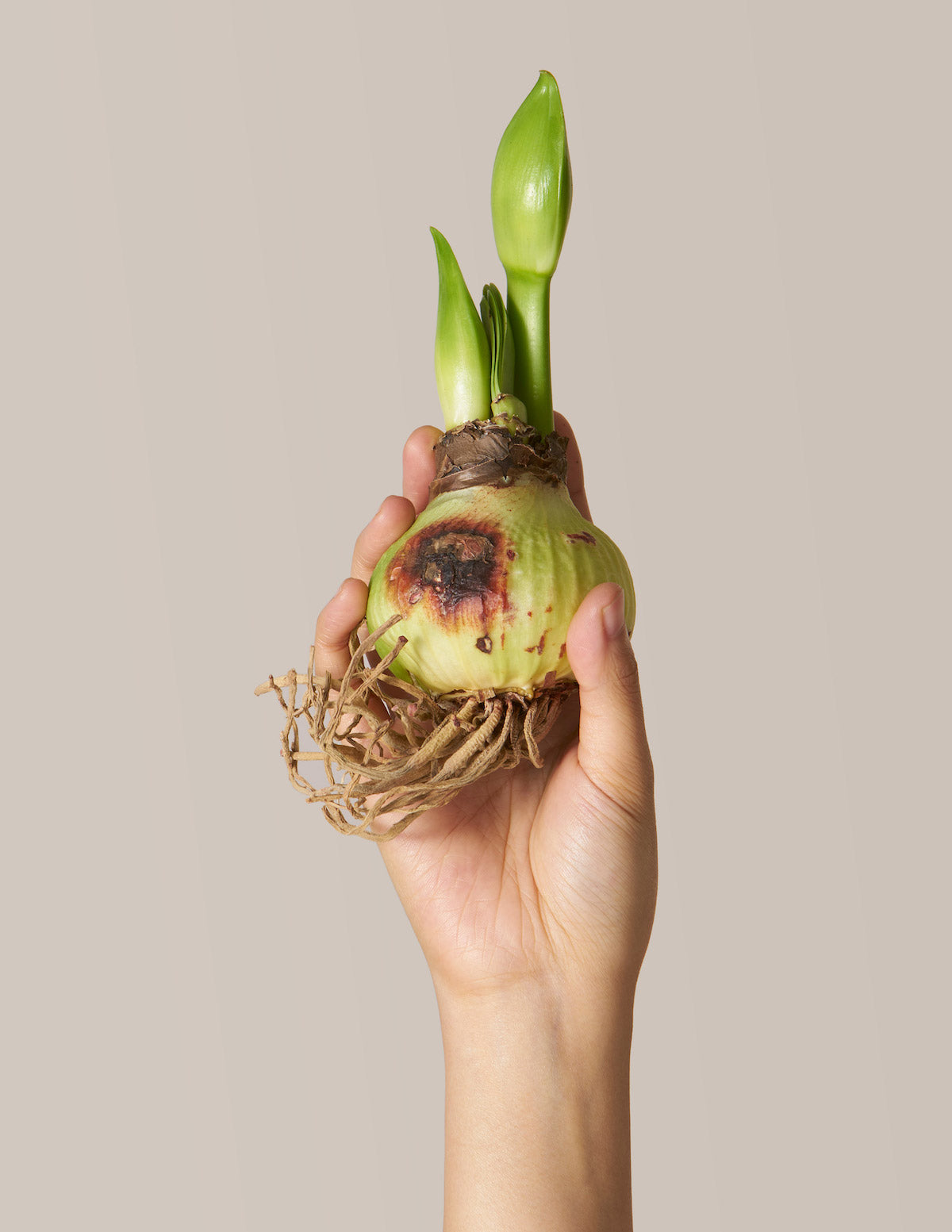 ‘Minerva’ Amaryllis Yetiştirme Kiti