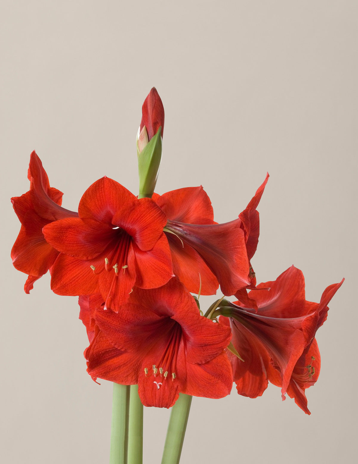 Saksılı 'Red Lion' Amaryllis