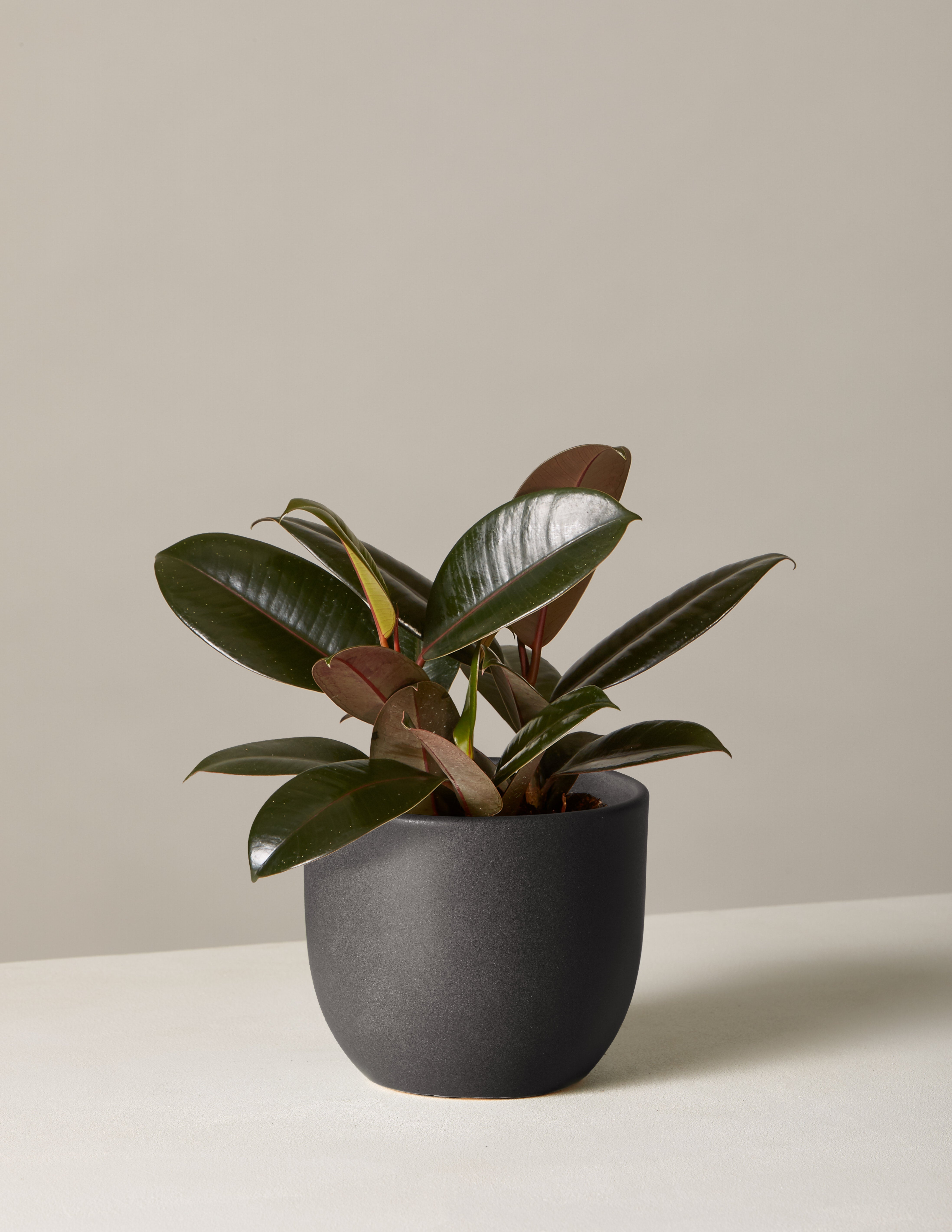 Ficus Burgundy Kauçuk Bitkisi
