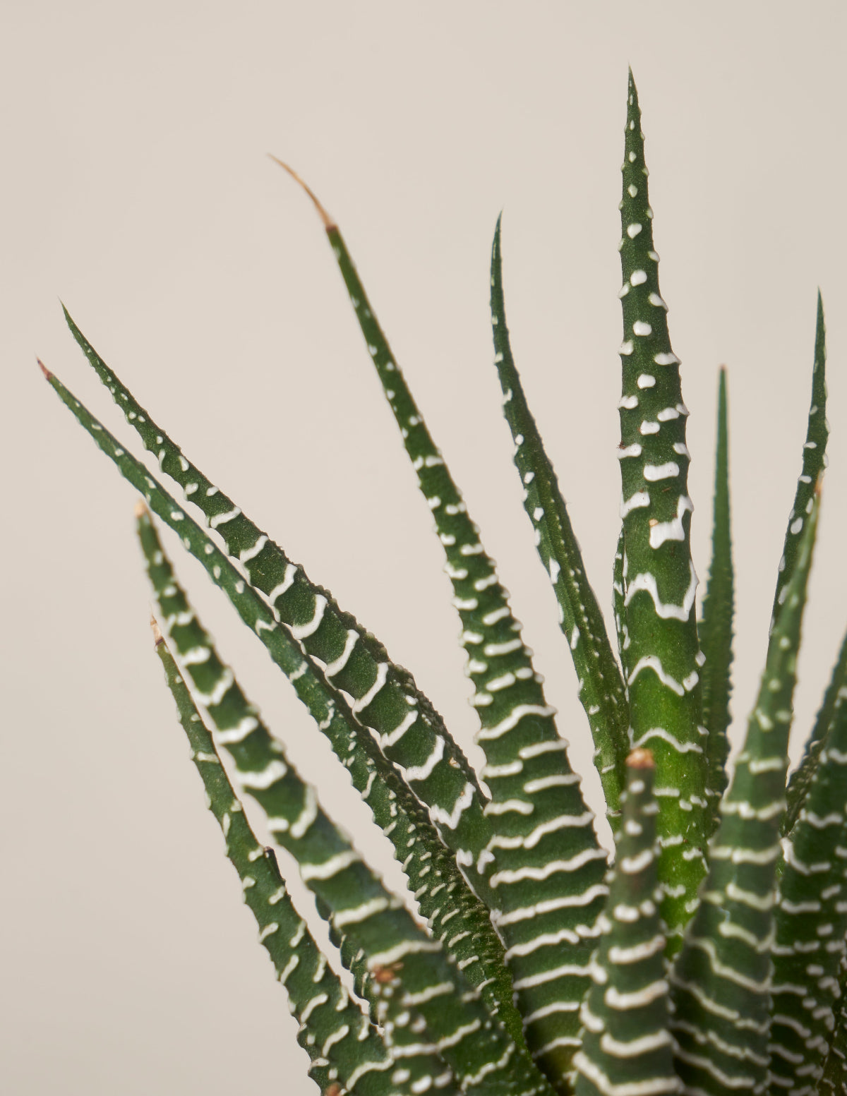 Succulent Squad Parti Paketi