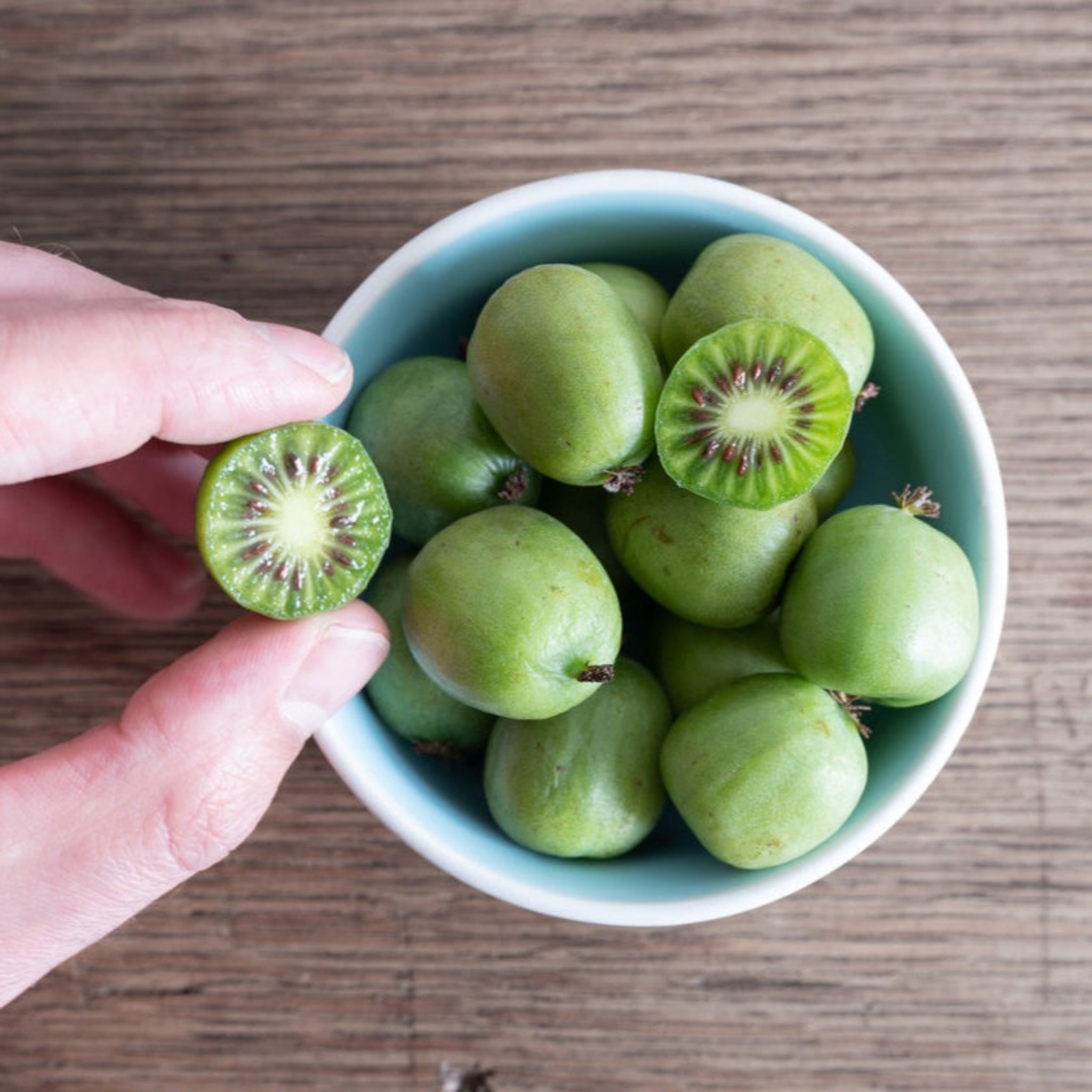Kiwi - Prolific (Kendinden Verimli)
