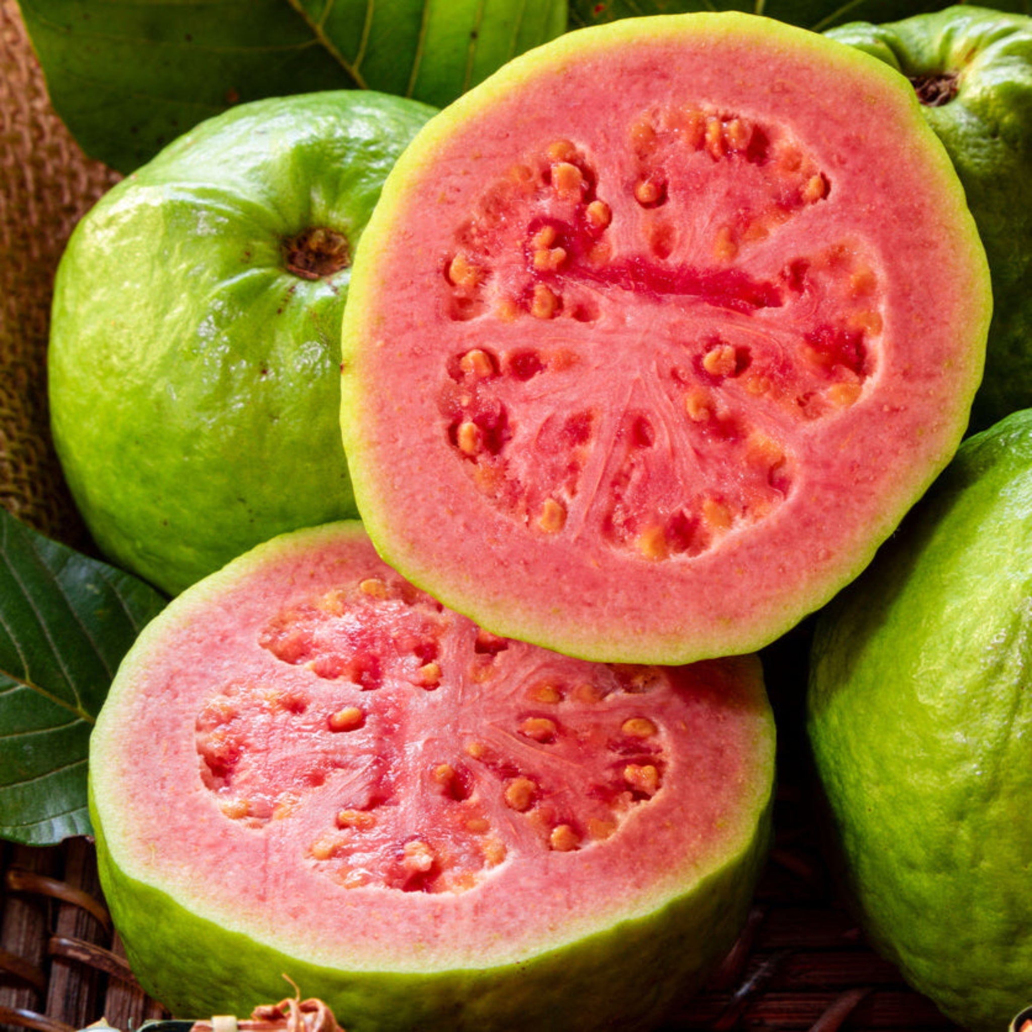 Ruby Supreme Guava Ağacı