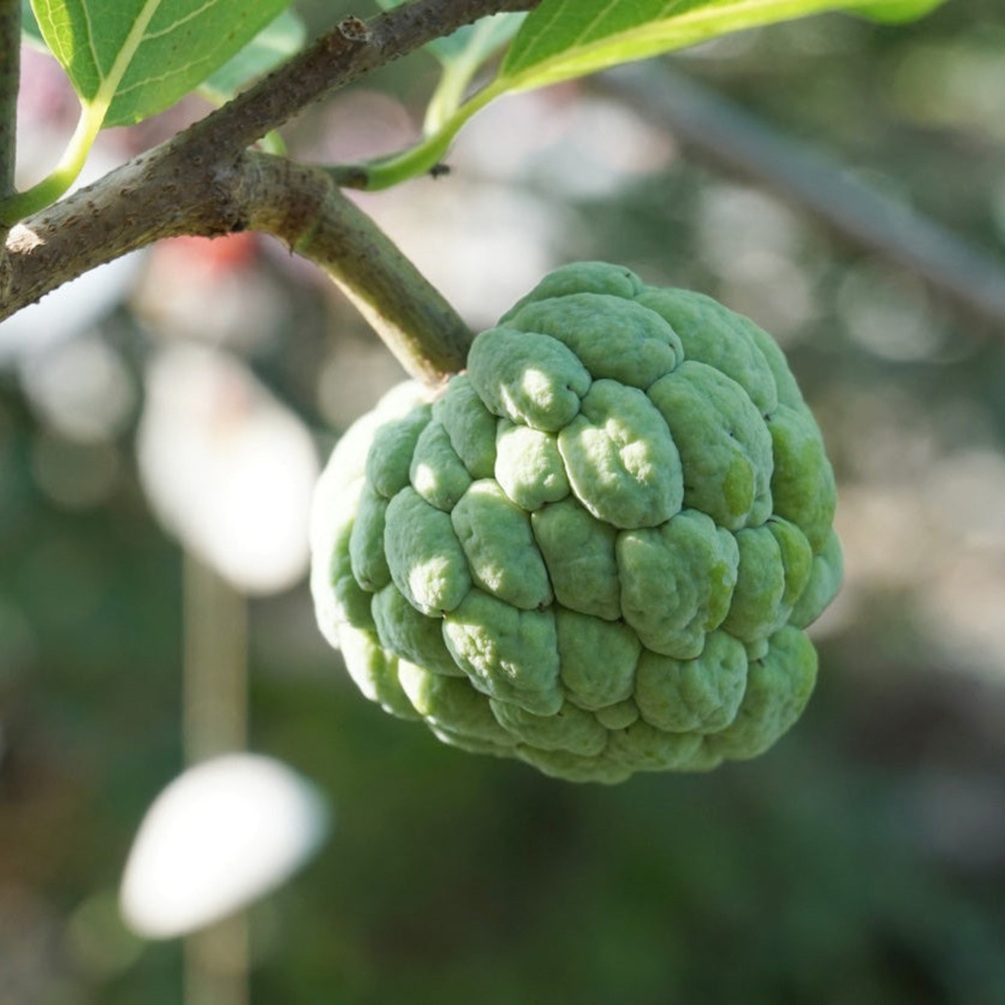 Sugar Apple (Sweetsop) Ağacı