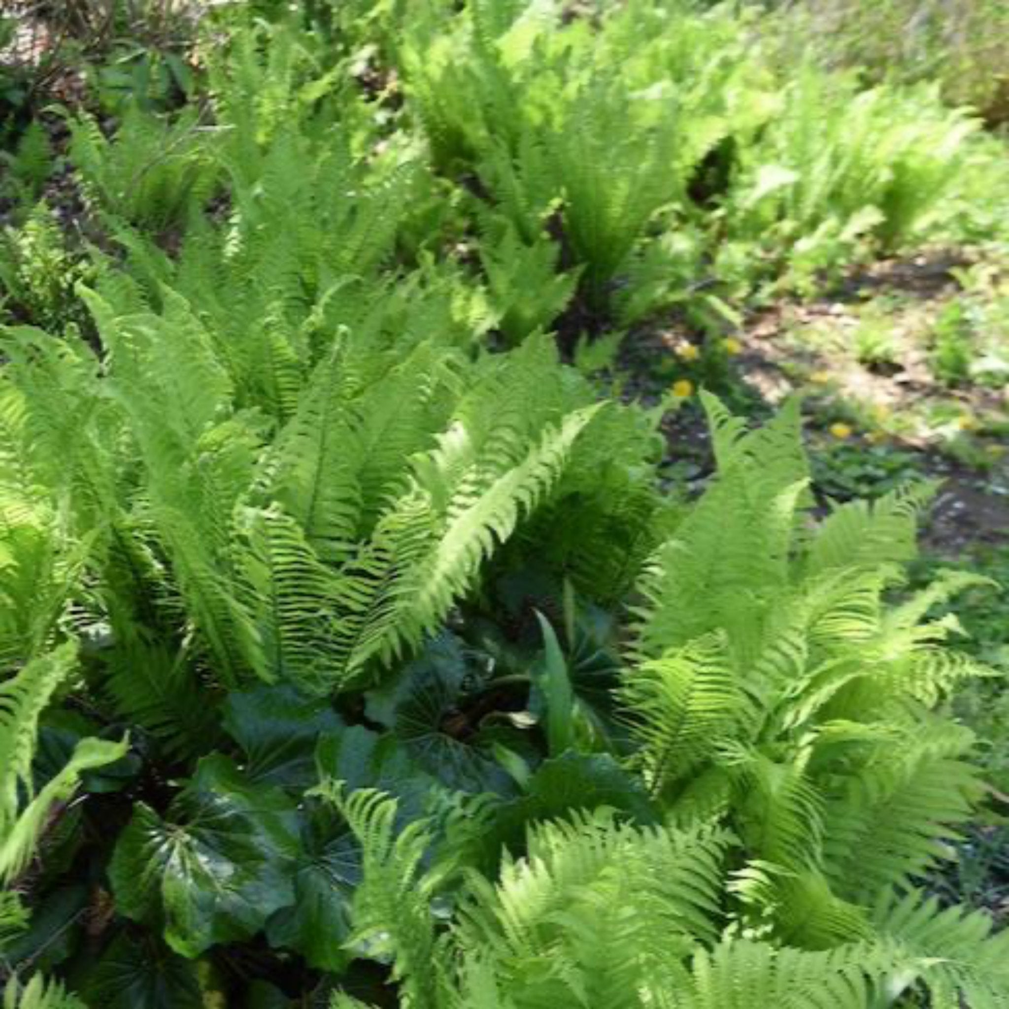 Devekuşu Eğrelti Otu (Ostrich Fern)