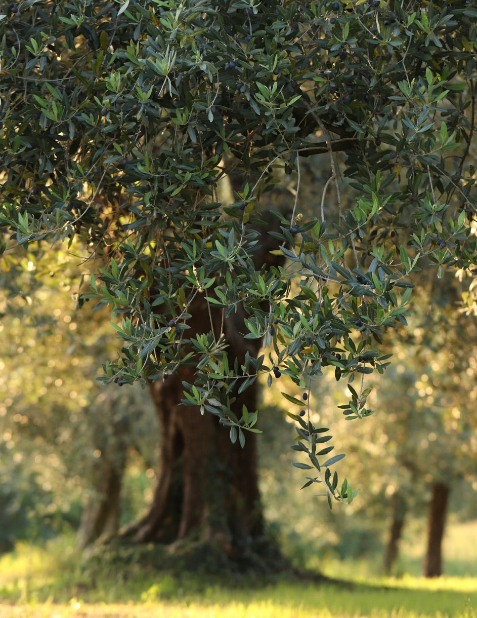 Frantoio Zeytin Ağacı