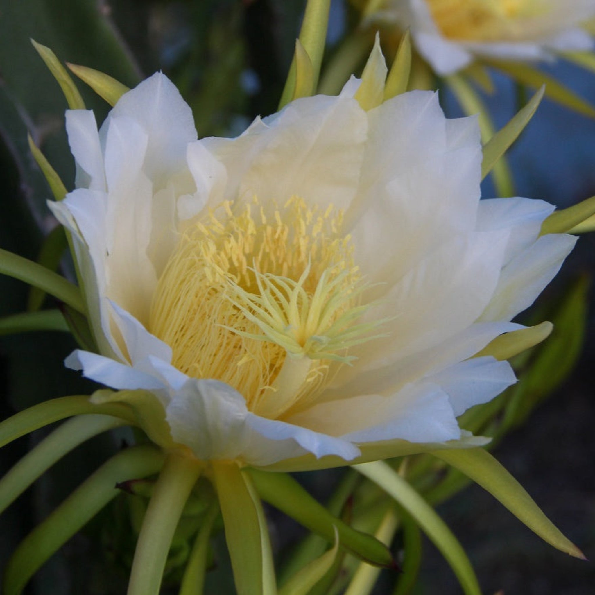 Beyaz Ejder Meyvesi (White Dragon Fruit)