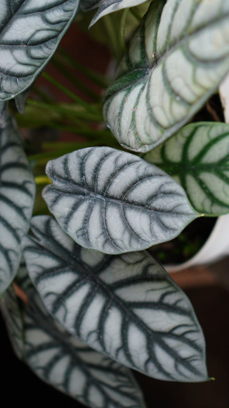 Alocasia 'Dragon Scale'