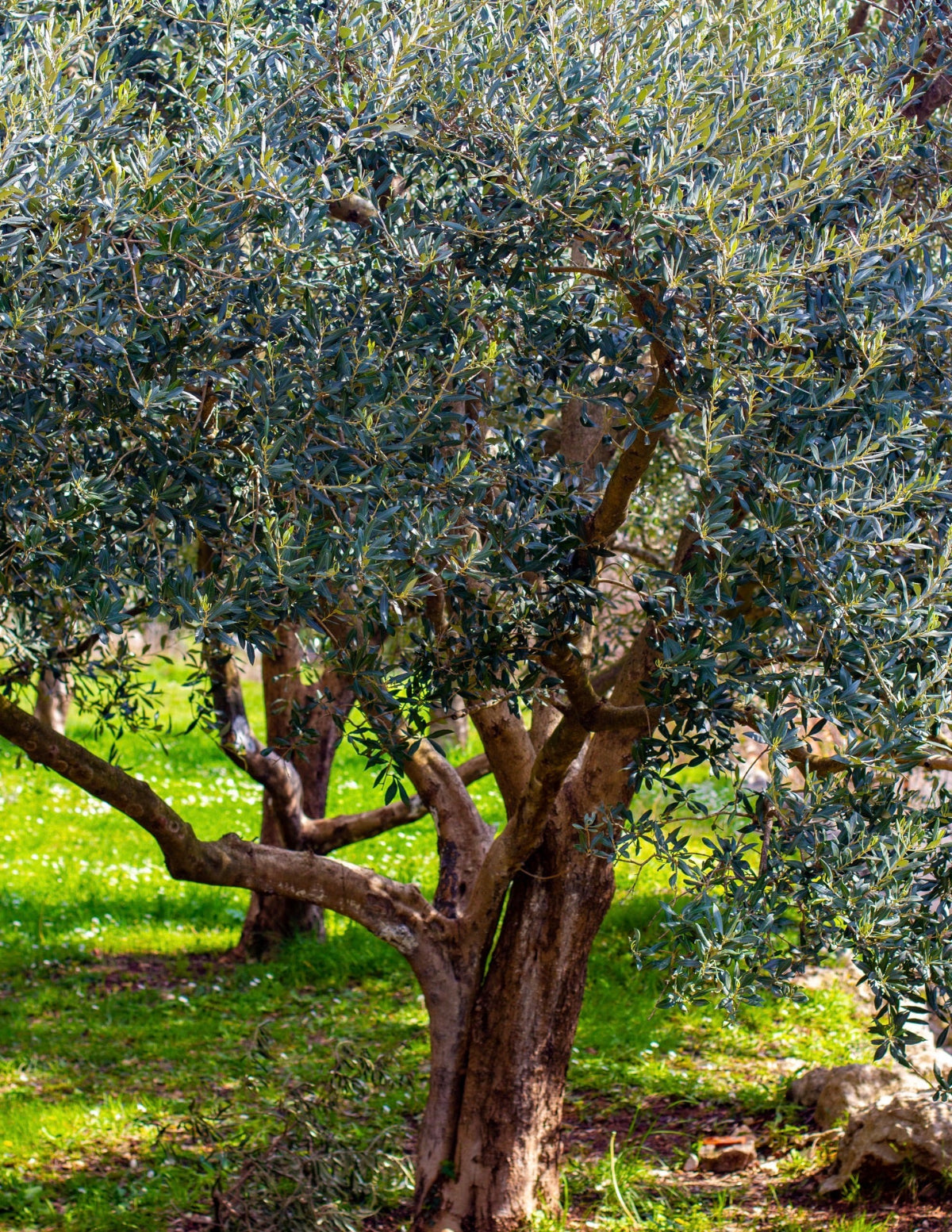 Koroneiki Zeytin Ağacı