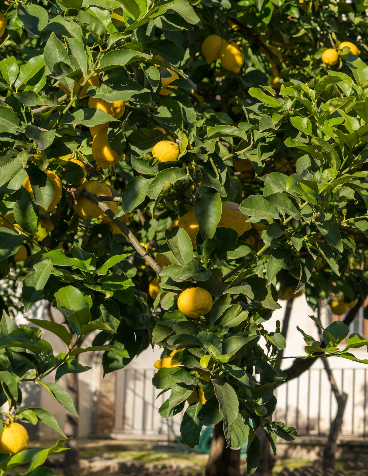 Eureka Limon Ağacı