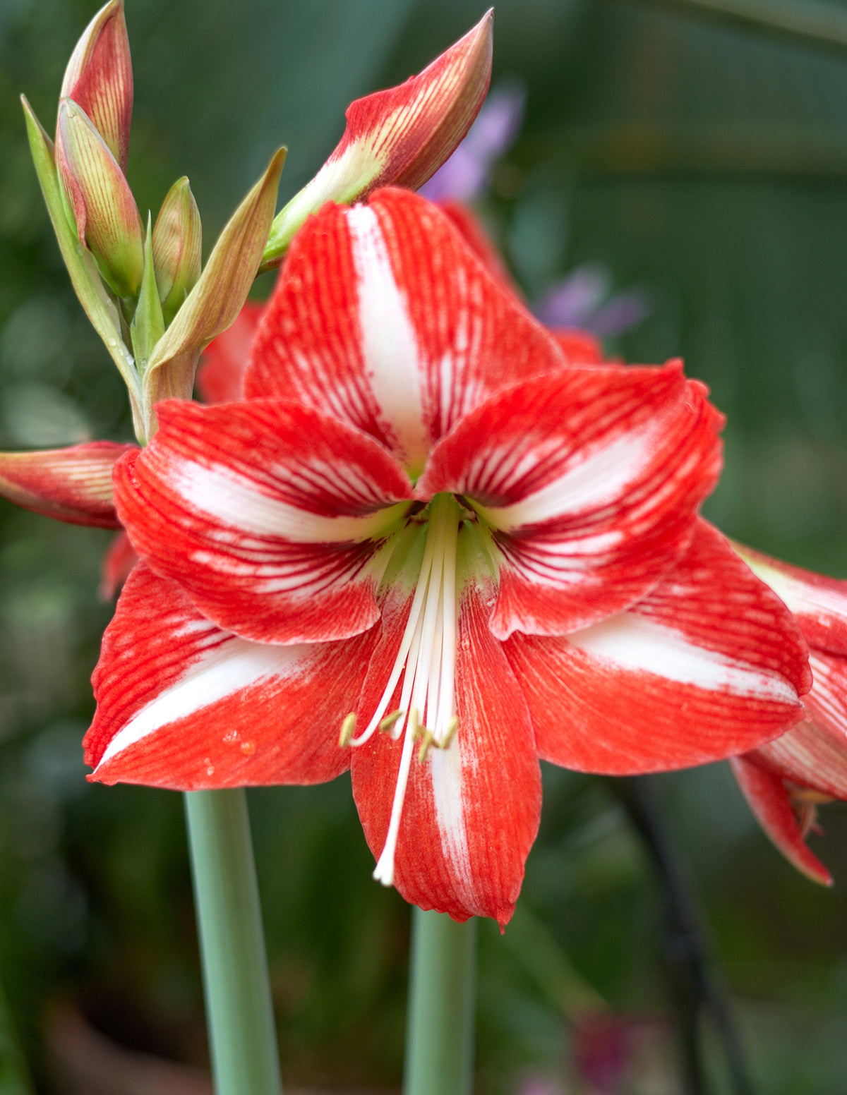 Yılbaşı Özel Amaryllis