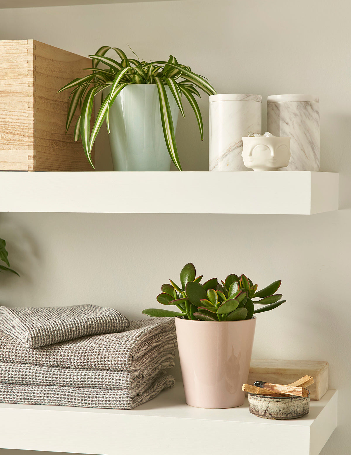 Alacalı Kurdele Çiçeği (Spider Plant Variegated)