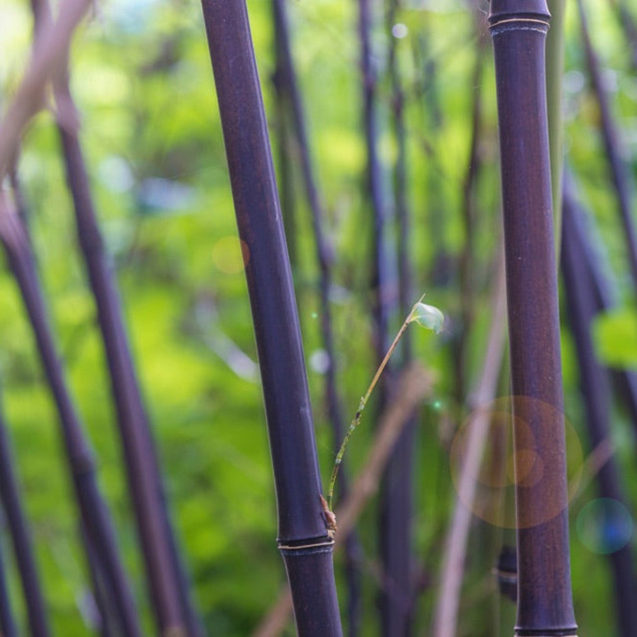 Black Bamboo (Siyah Bambu)