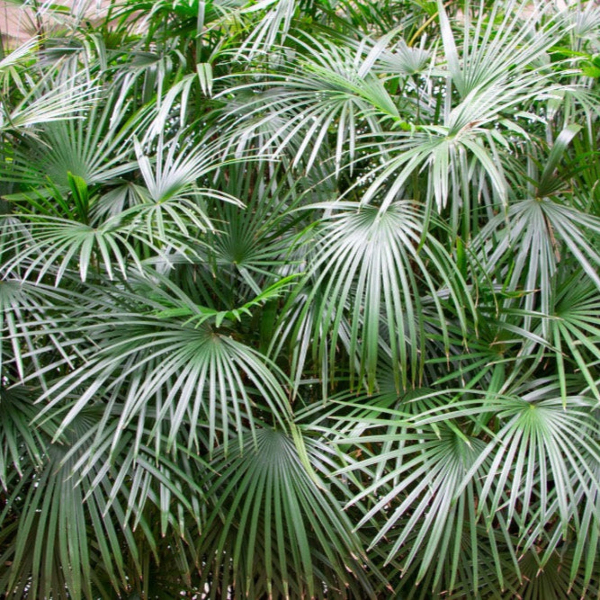 İğne Palmiyesi (Needle Palm Tree)