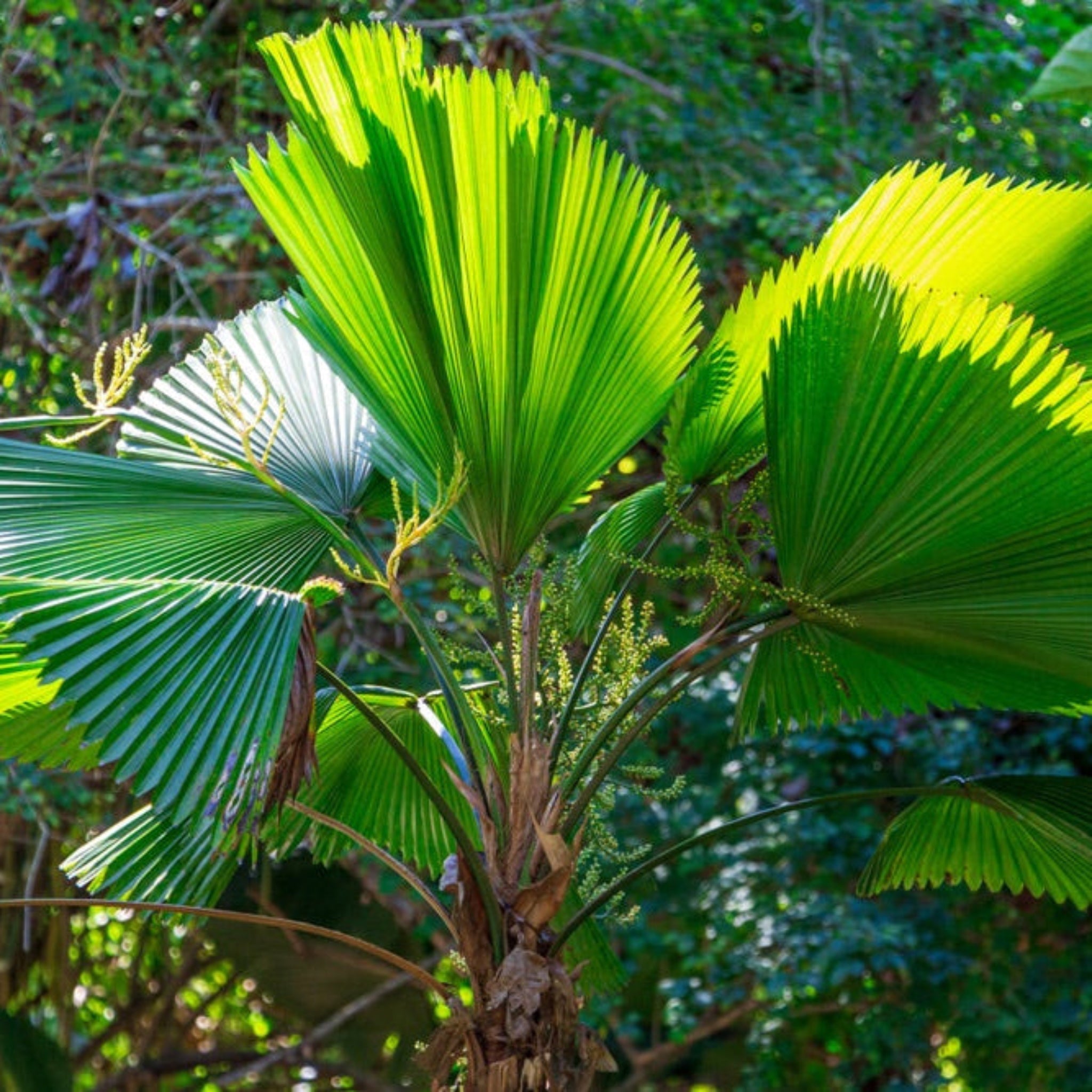 Ruffled Fan Palm (Kıvrımlı Yelpaze Palmiyesi)