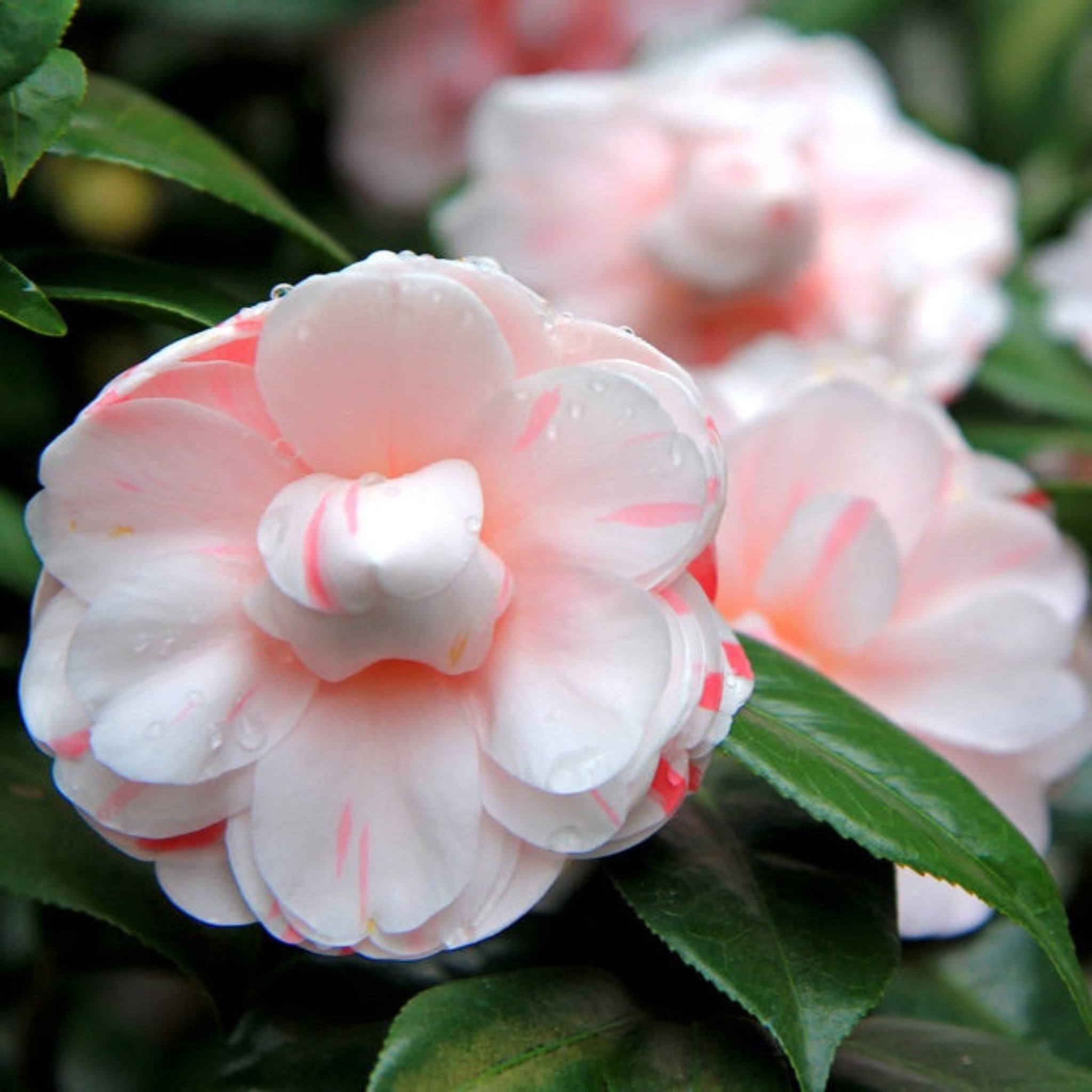 LA Peppermint Kamelya