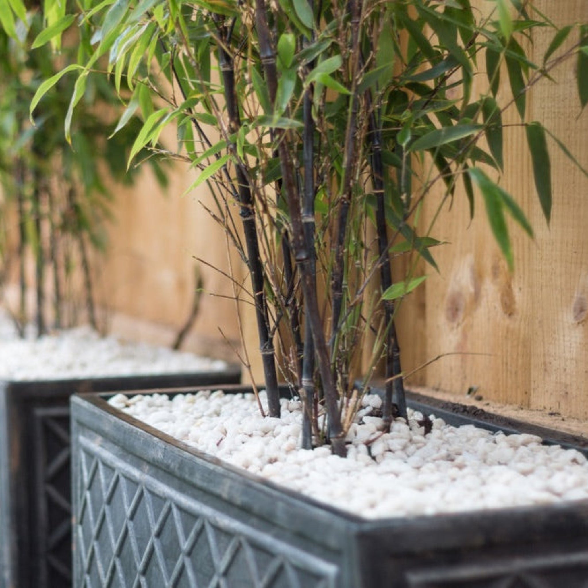 Black Bamboo (Siyah Bambu)