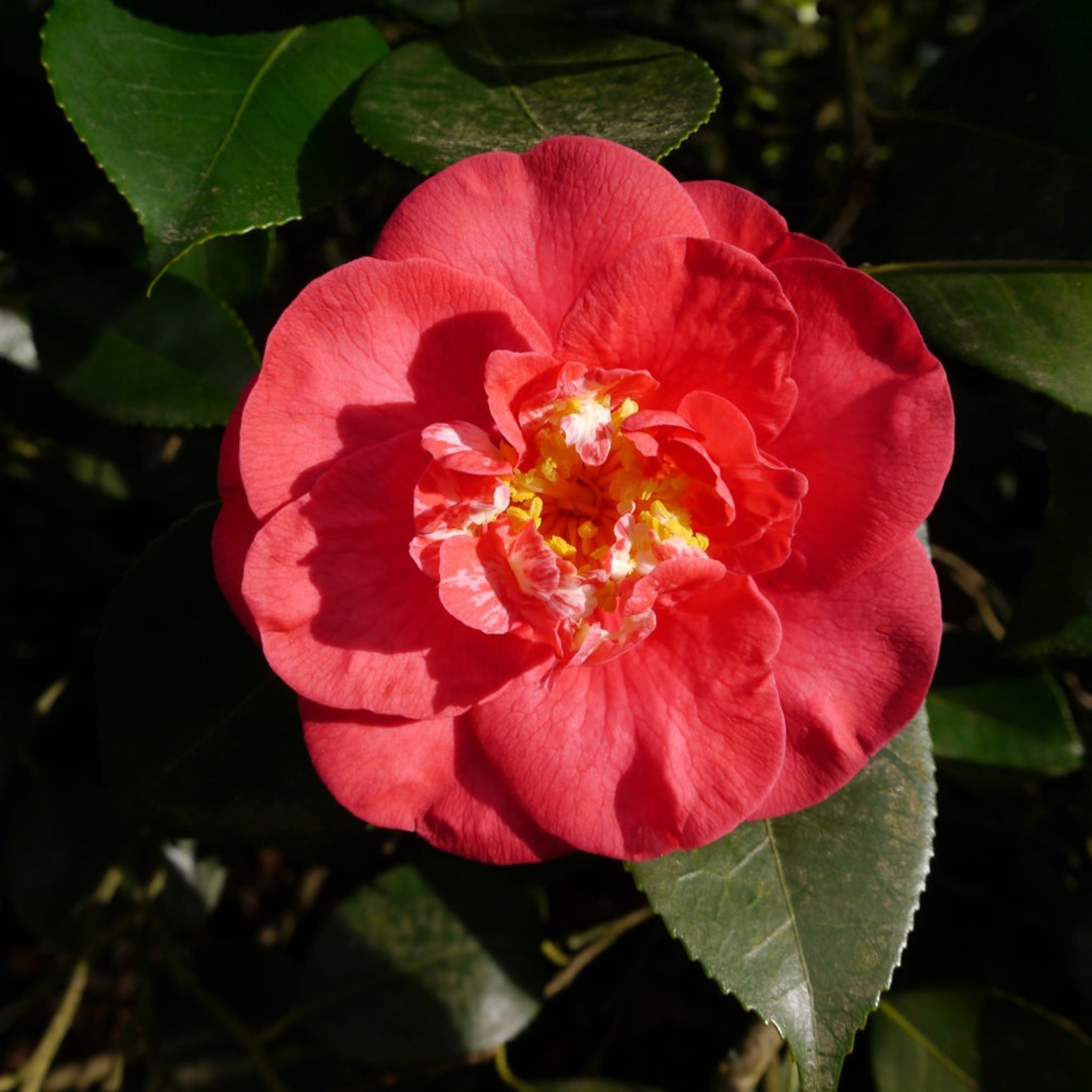 R.L. Wheeler Kamelya