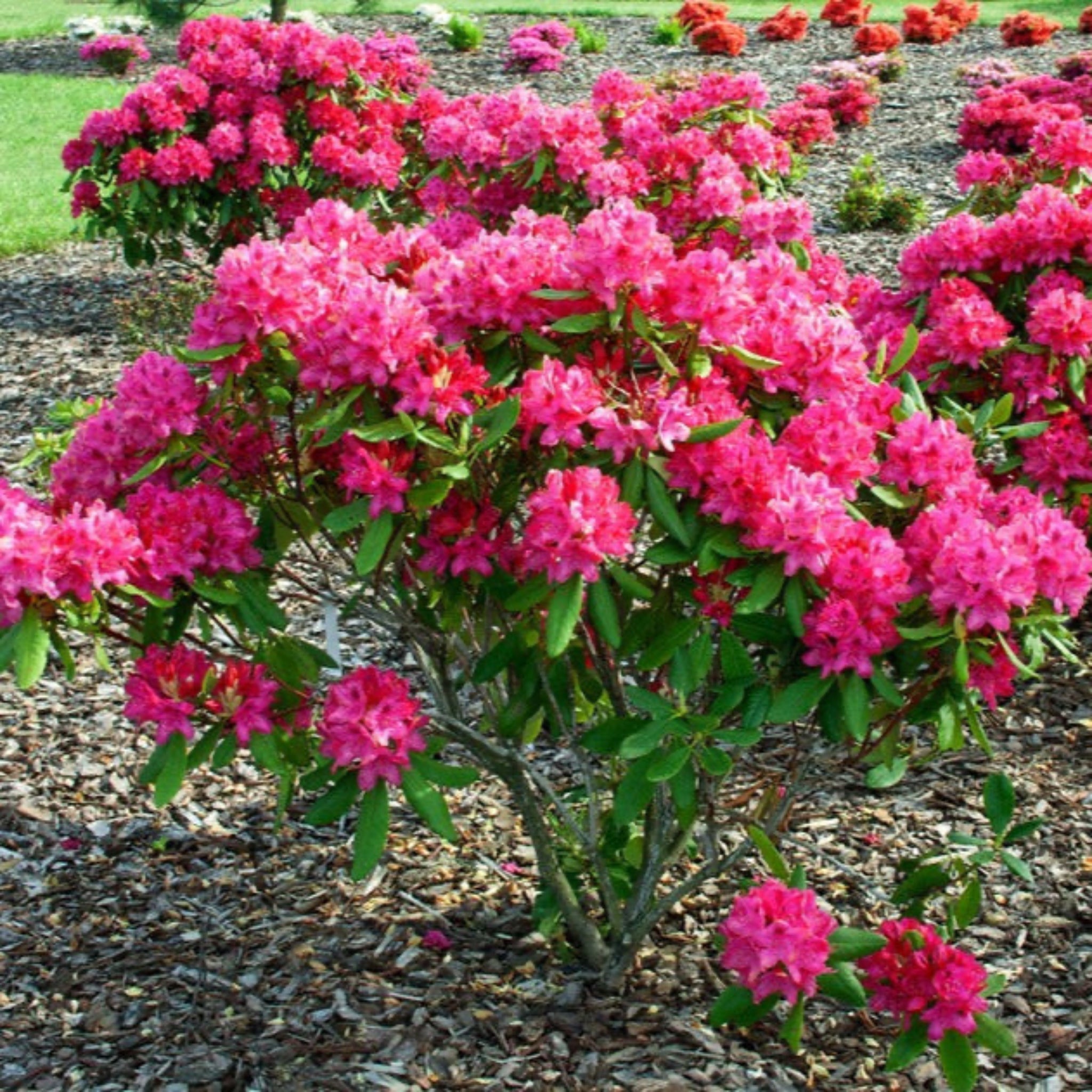 Nova Zembla Ormangülü (Rhododendron)
