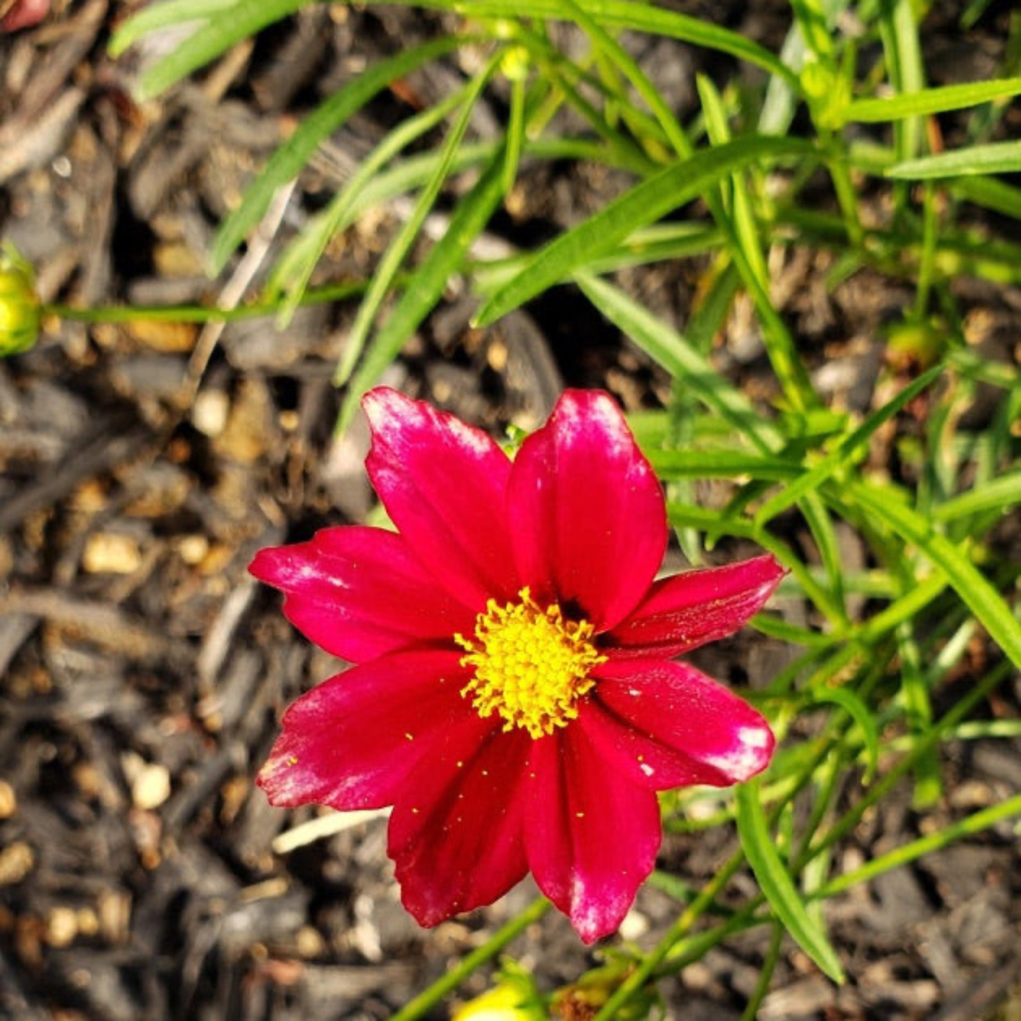 Li'l Bang™ Red Elf Coreopsis (Tırtıl Otu)