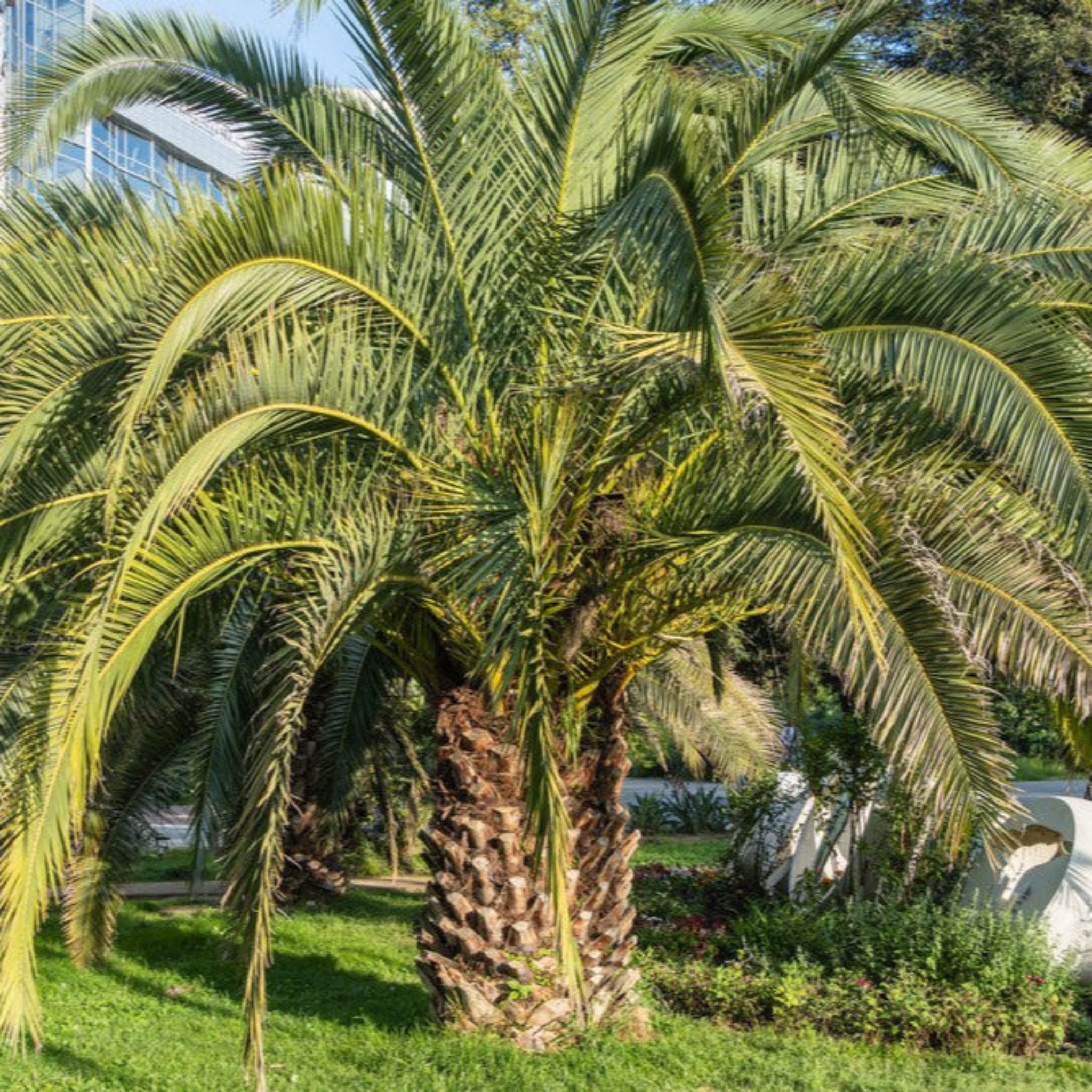 Pindo Palmiyesi
