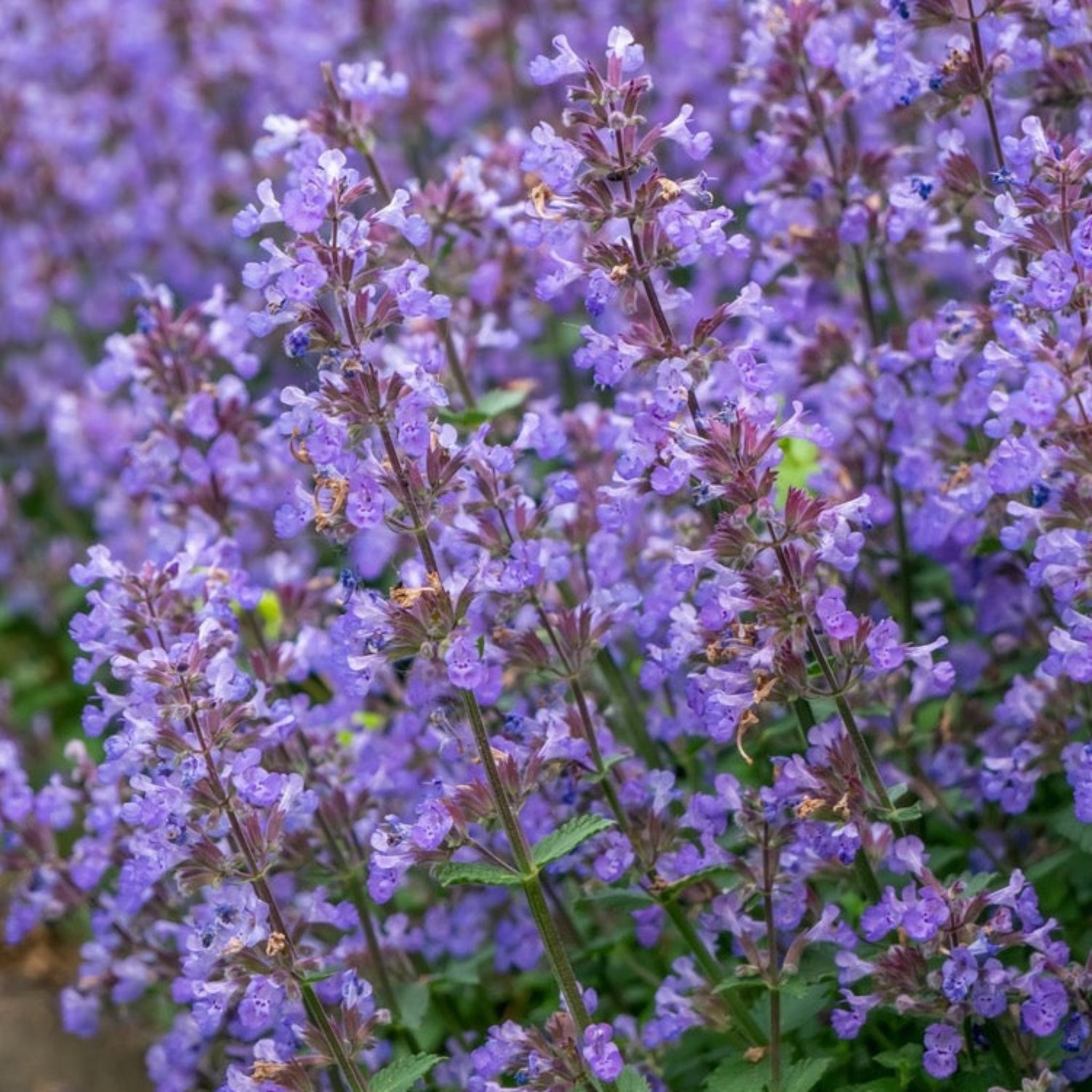 Picture Purrfect Kedi Nanesi (Catmint)