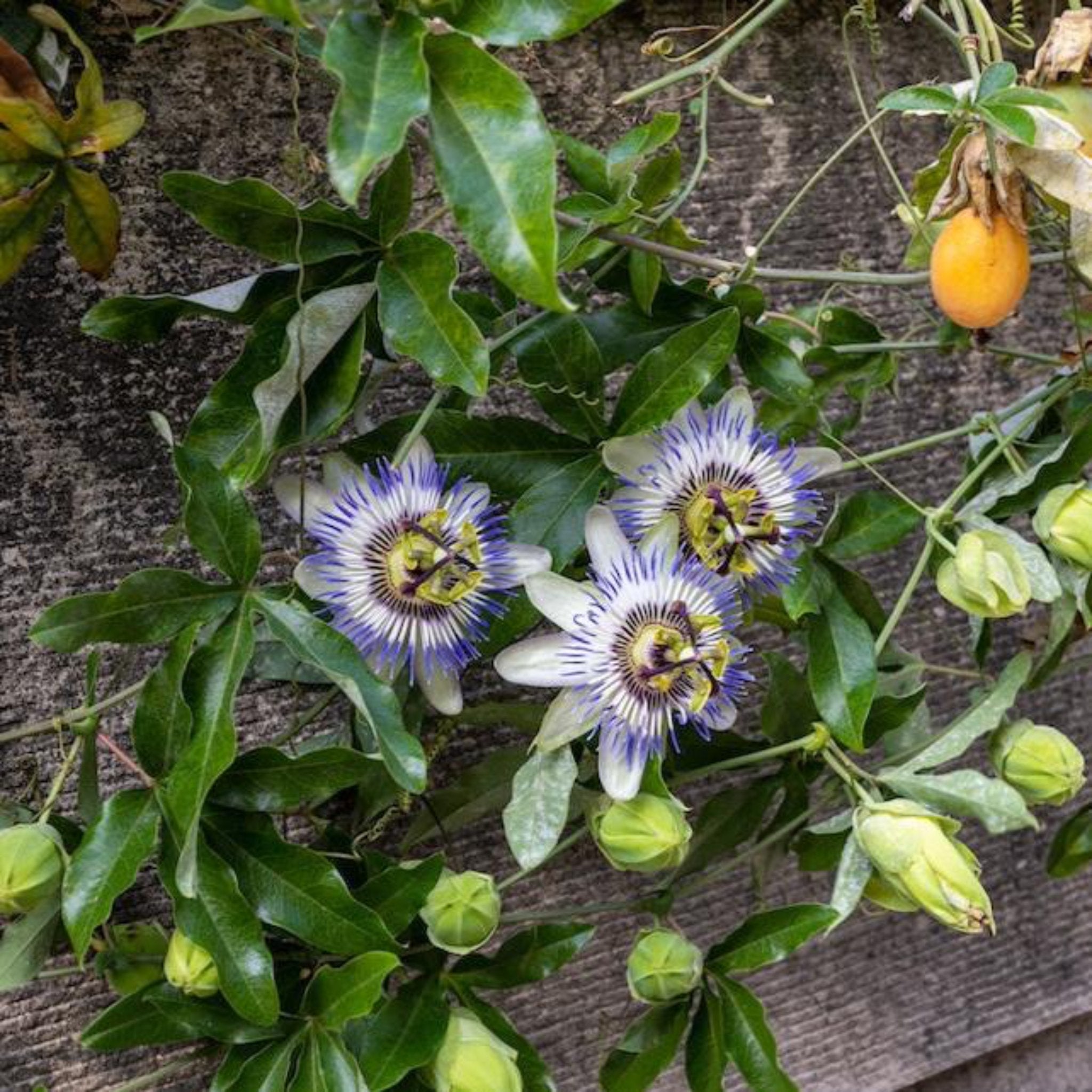 Passion Fruit (Çarkıfelek Meyvesi)