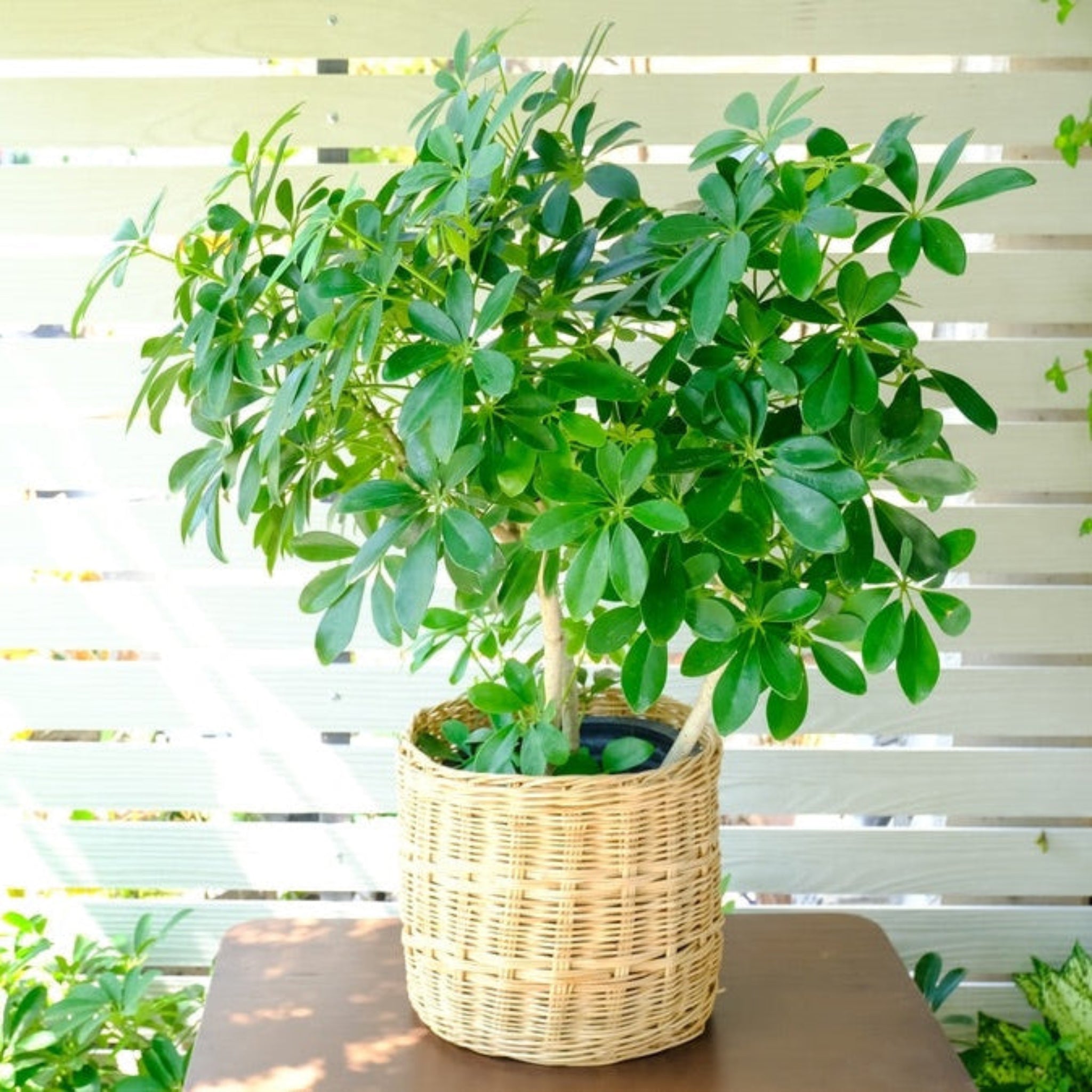 Schefflera Ağacı
