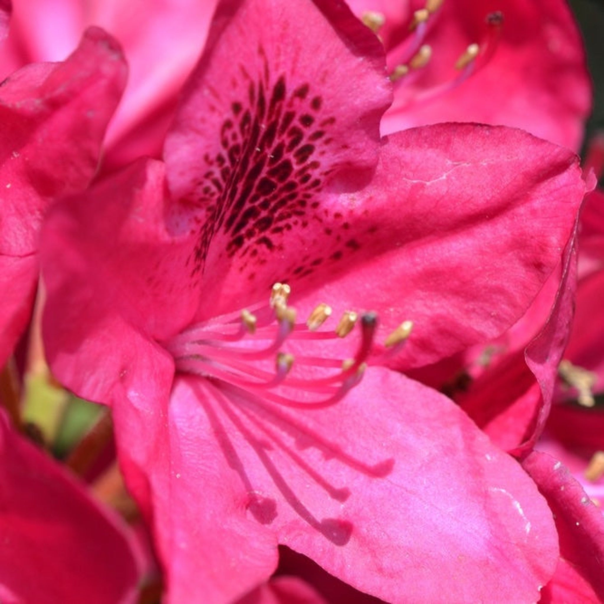 Nova Zembla Ormangülü (Rhododendron)