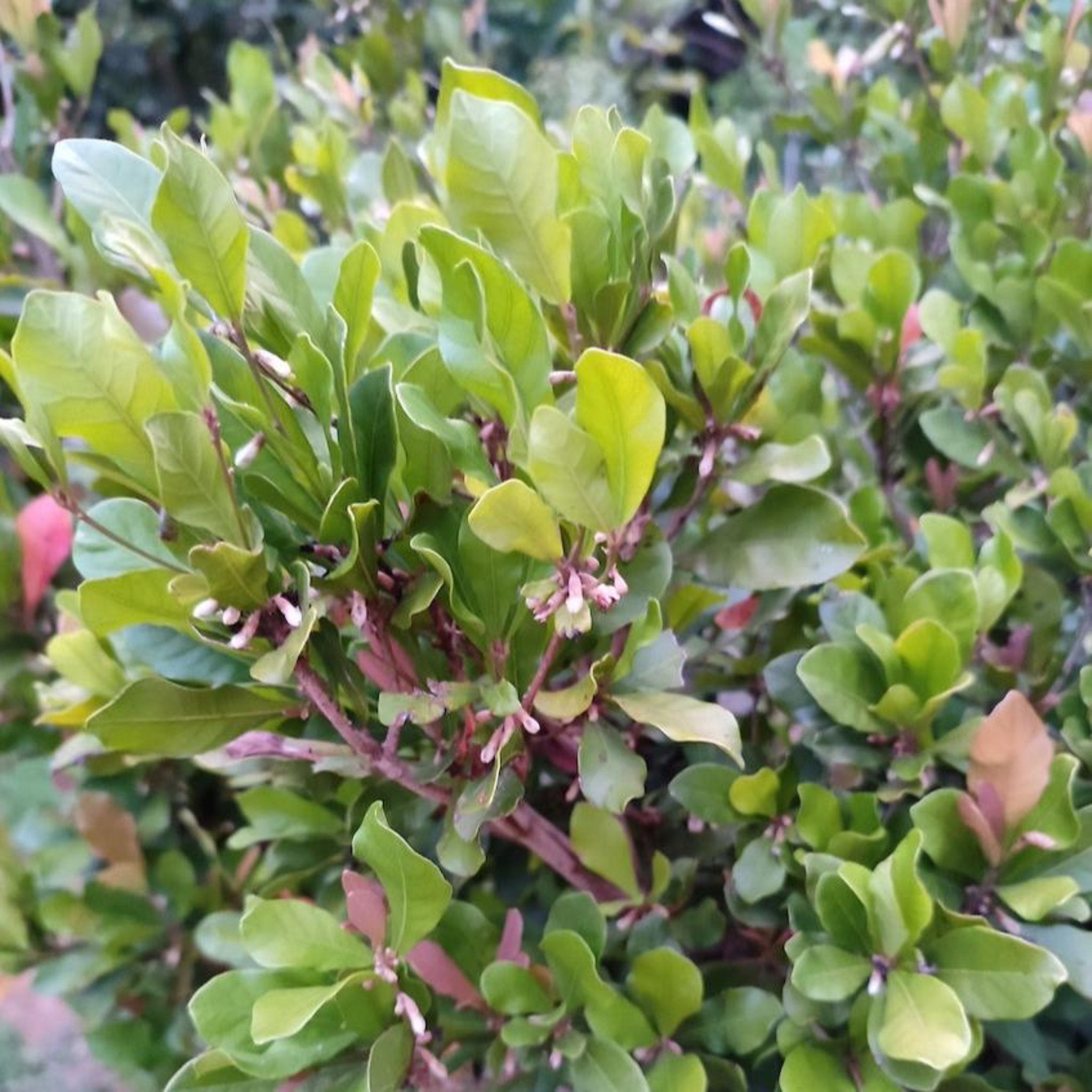Miracle Fruit (Mucize Meyve)