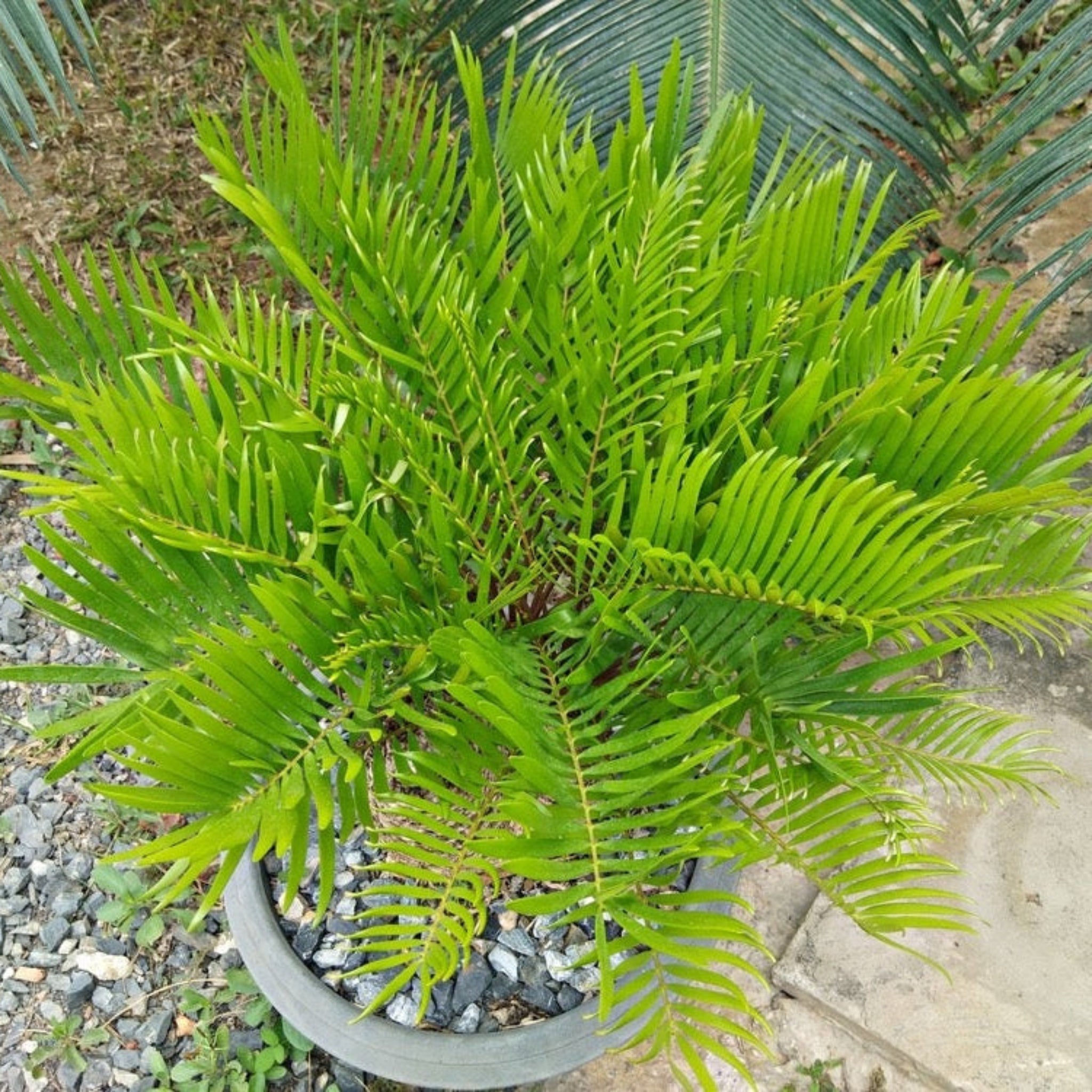 Coontie Palmiyesi