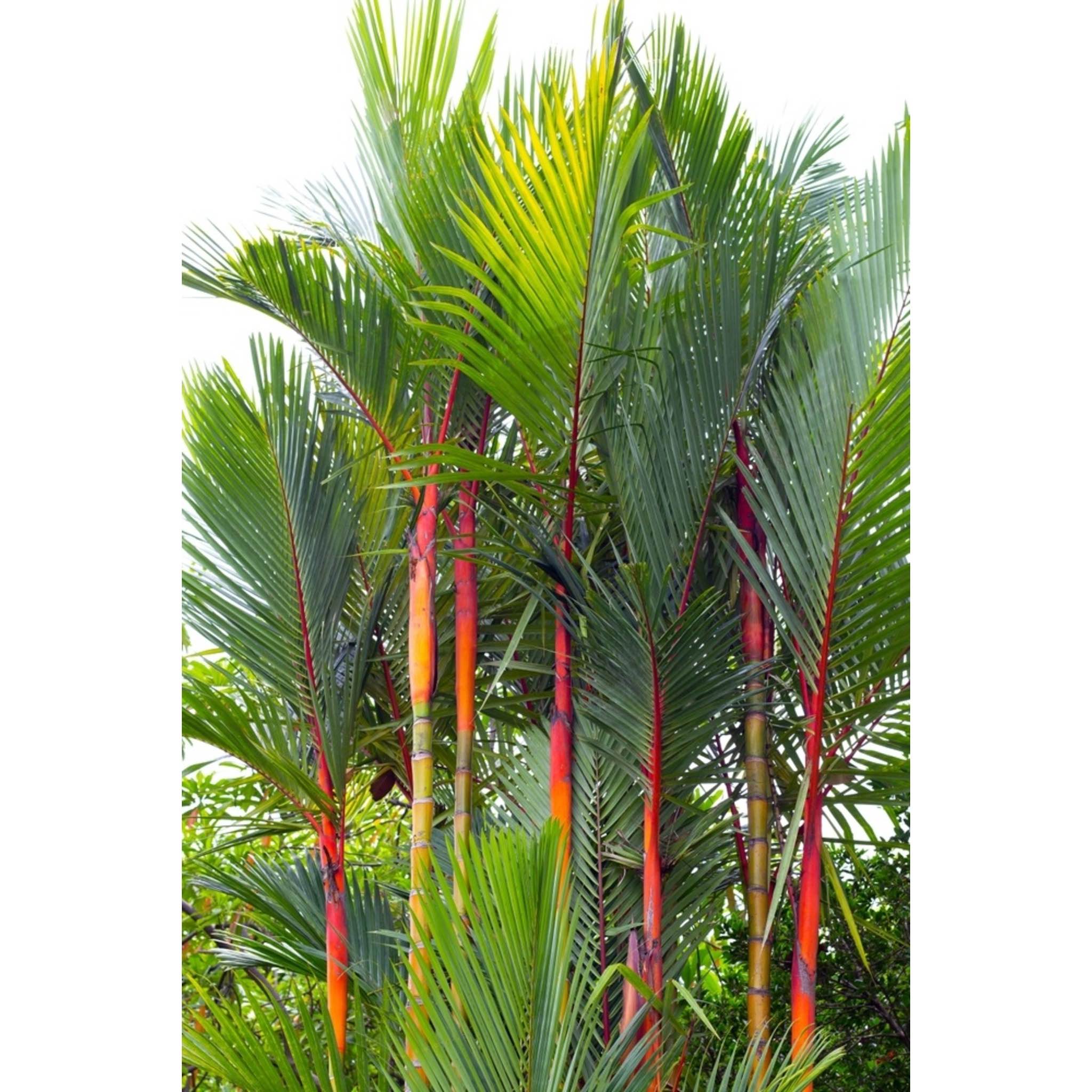 Lipstick Palm (Ruj Palmiyesi)