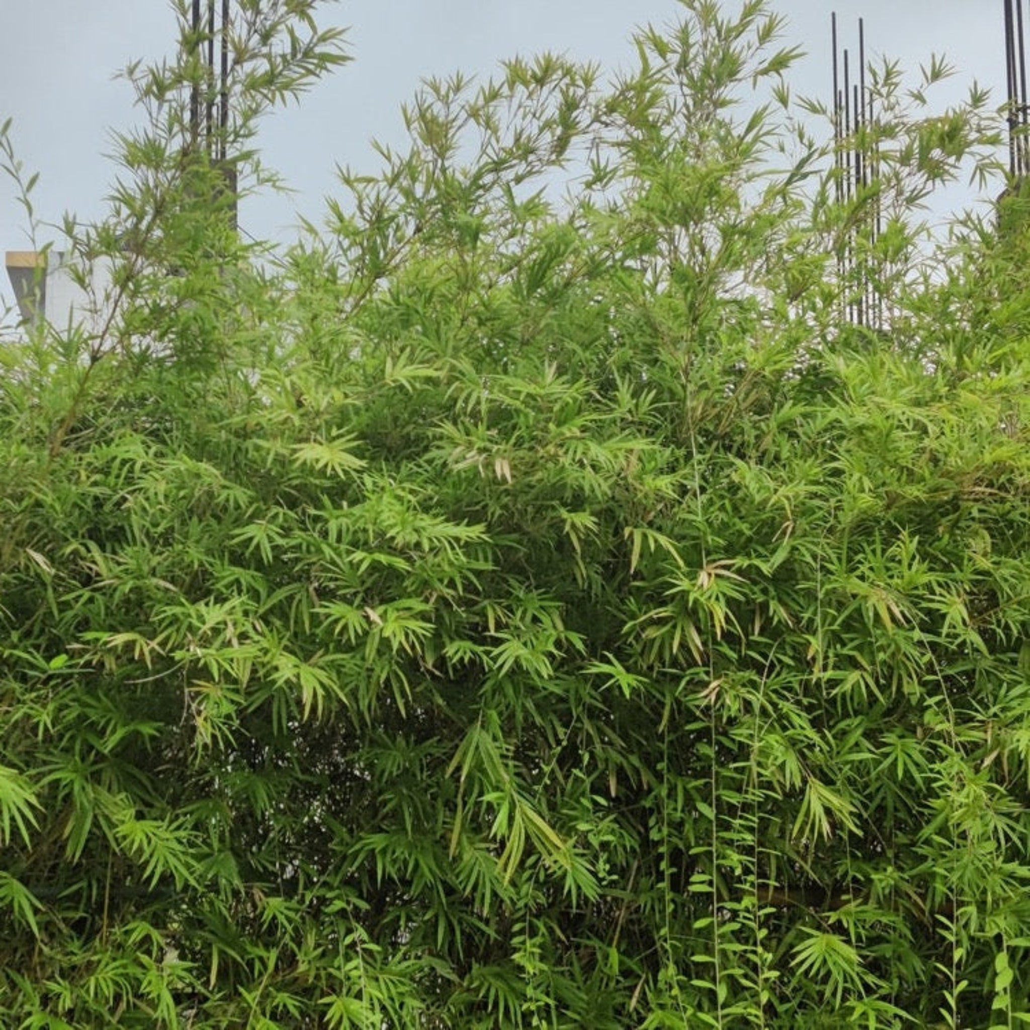 Maculata Bambu