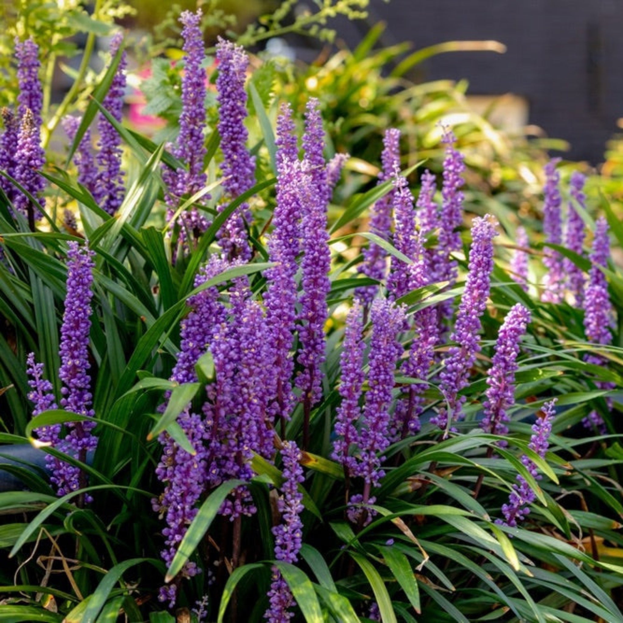 Purple Explosion™ Lilyturf (Liriope)