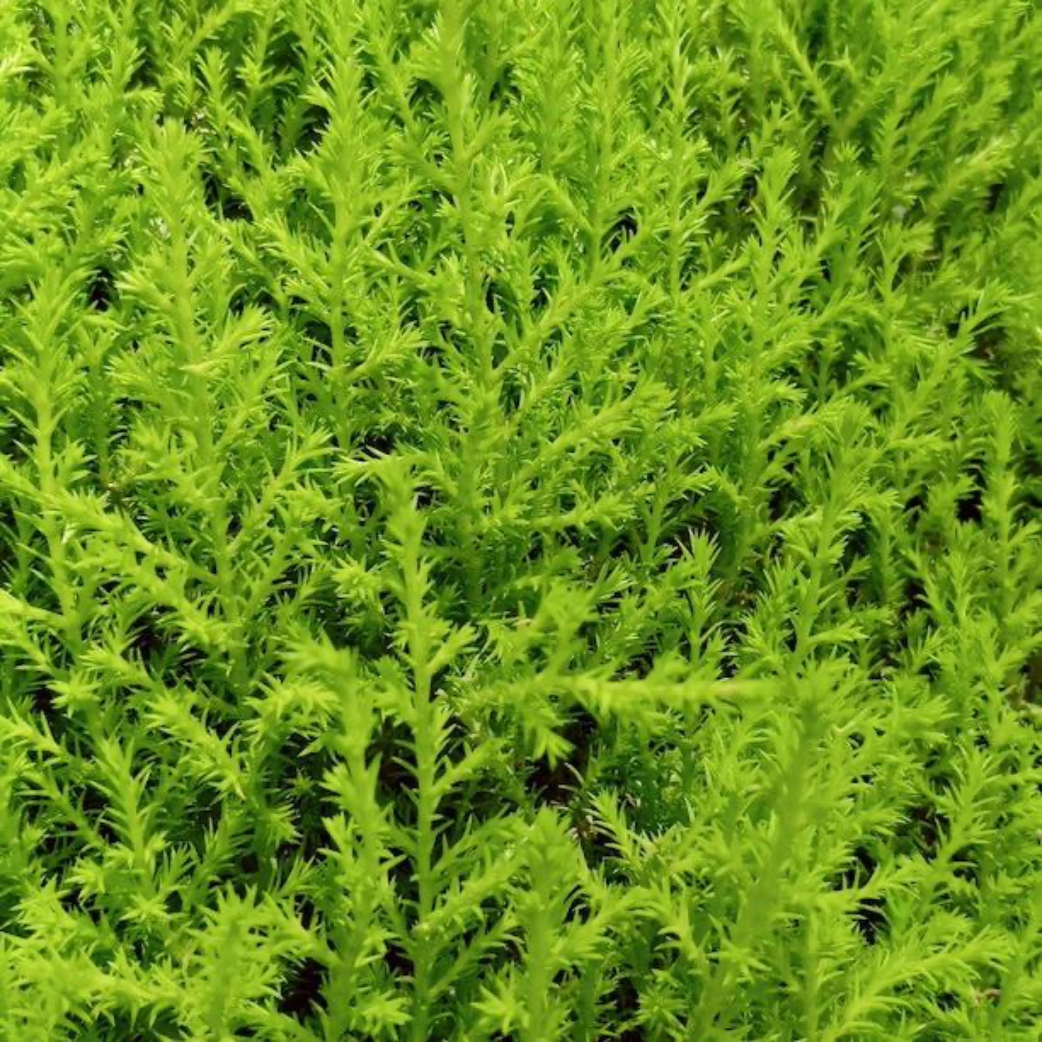 Limon Selvisi (Lemon Cypress) Topiary Ağacı