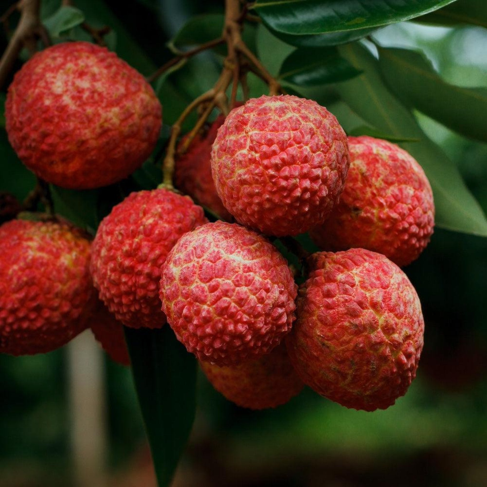 Brewster Lychee Ağacı