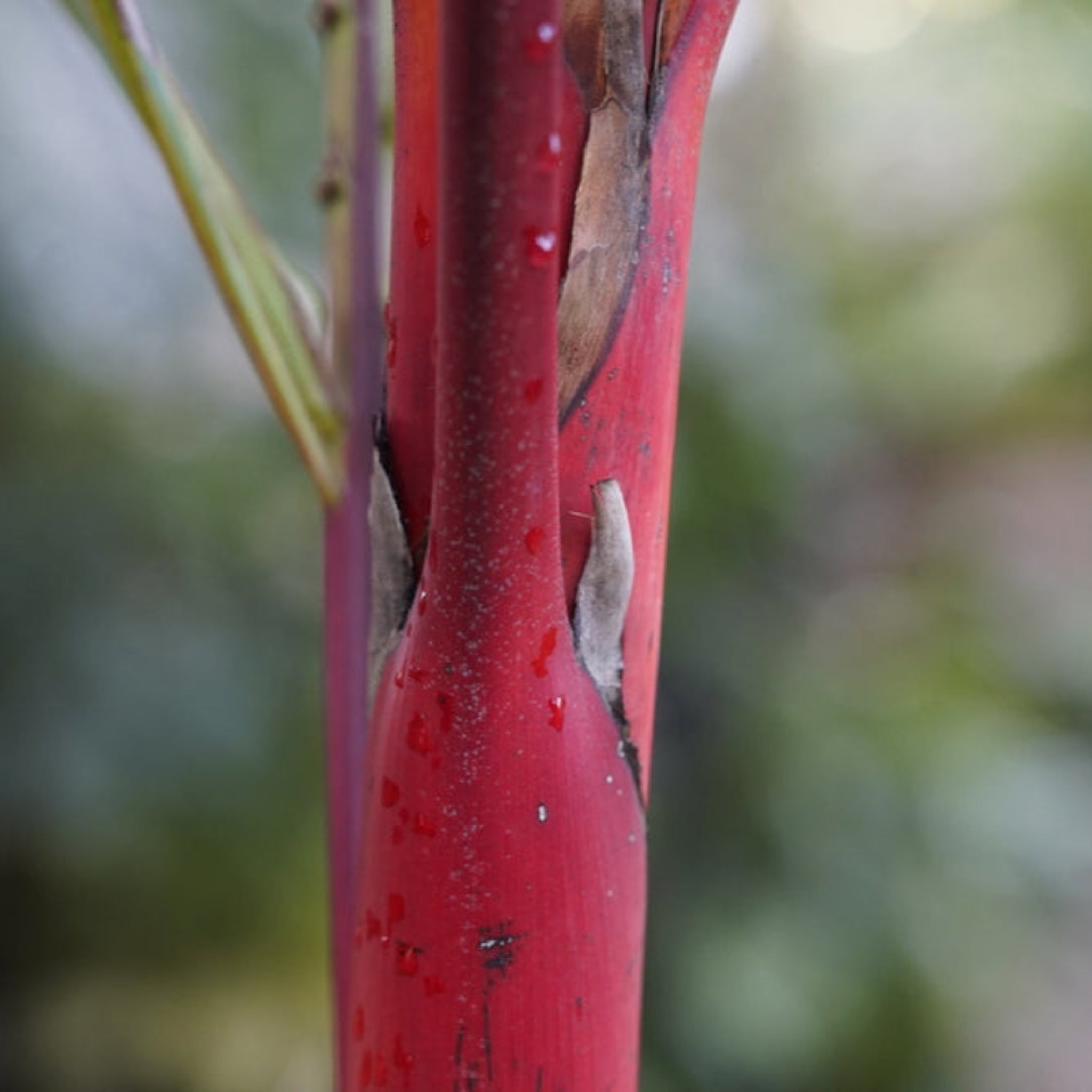 Lipstick Palm (Ruj Palmiyesi)