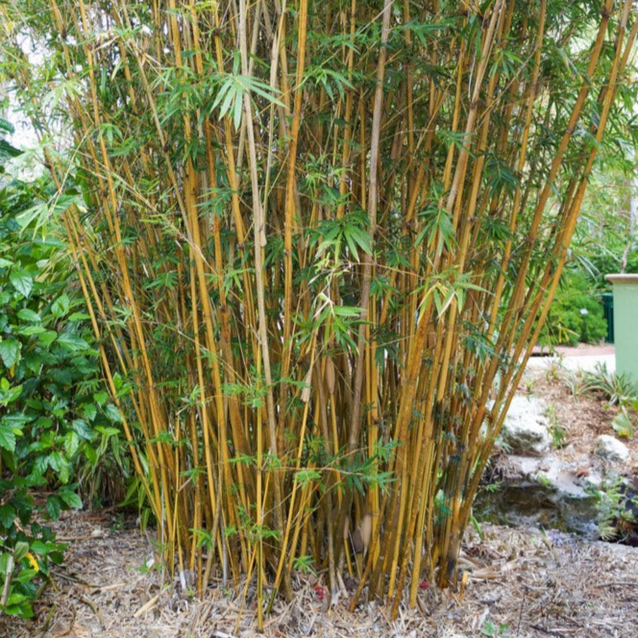 Golden Goddess Bambu