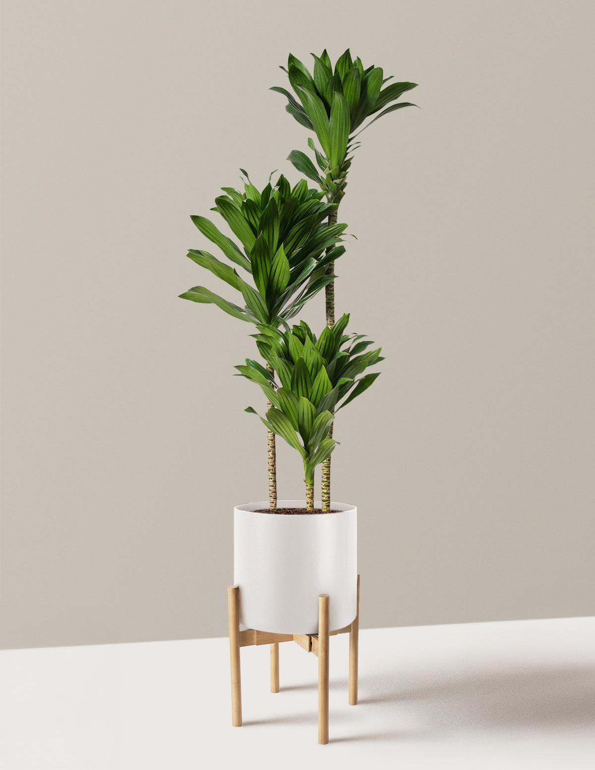 Büyük Dracaena Compacta Cane