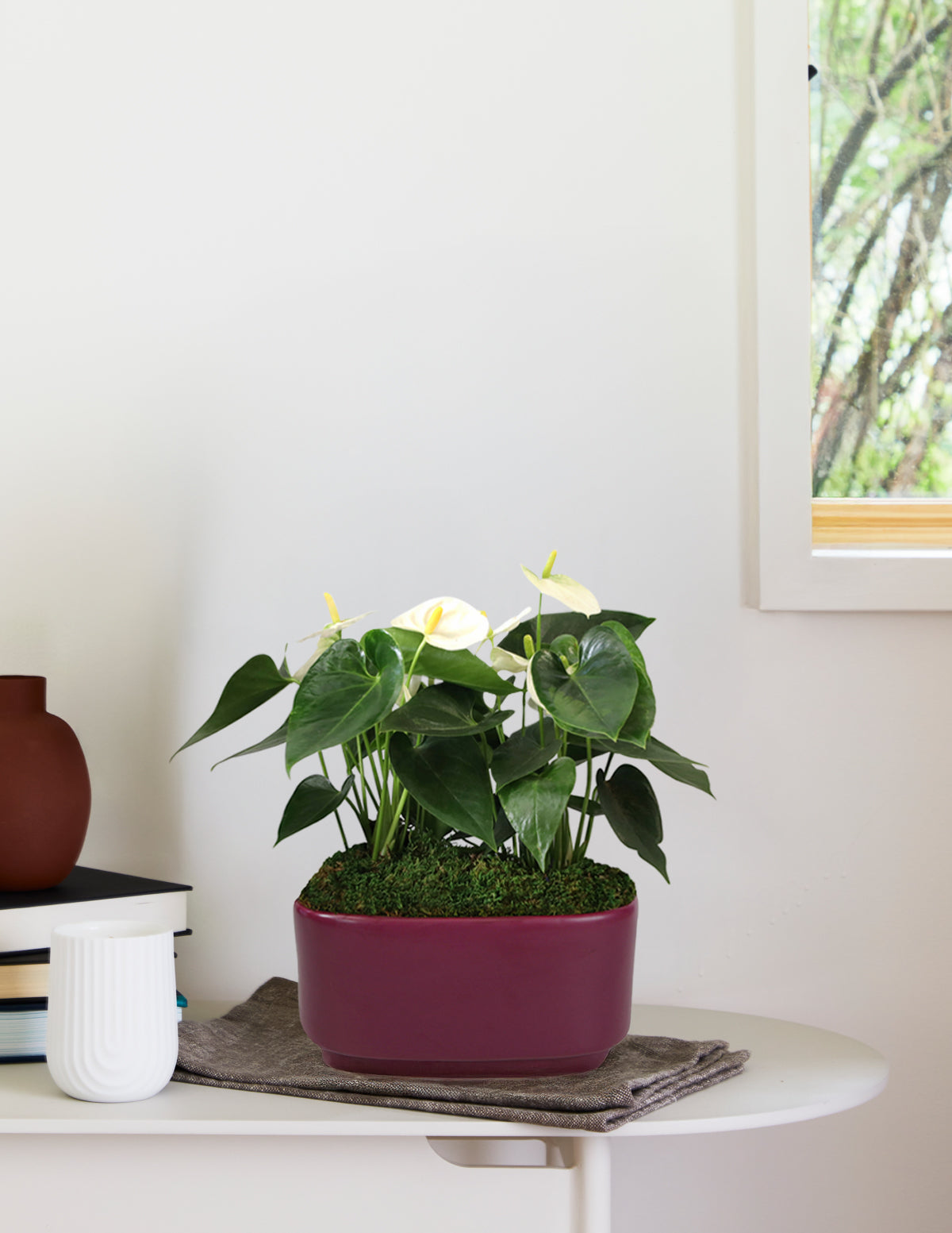 Büyük Boy İkili Anthurium