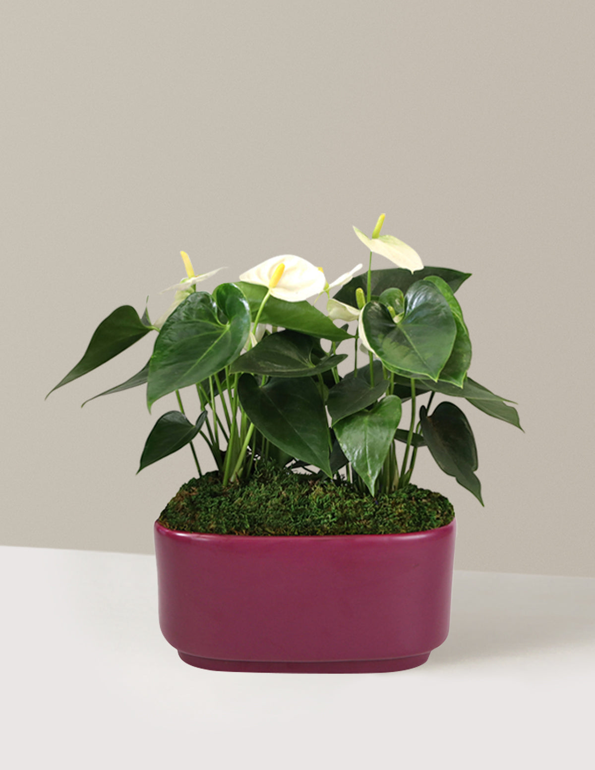 Büyük Boy İkili Anthurium